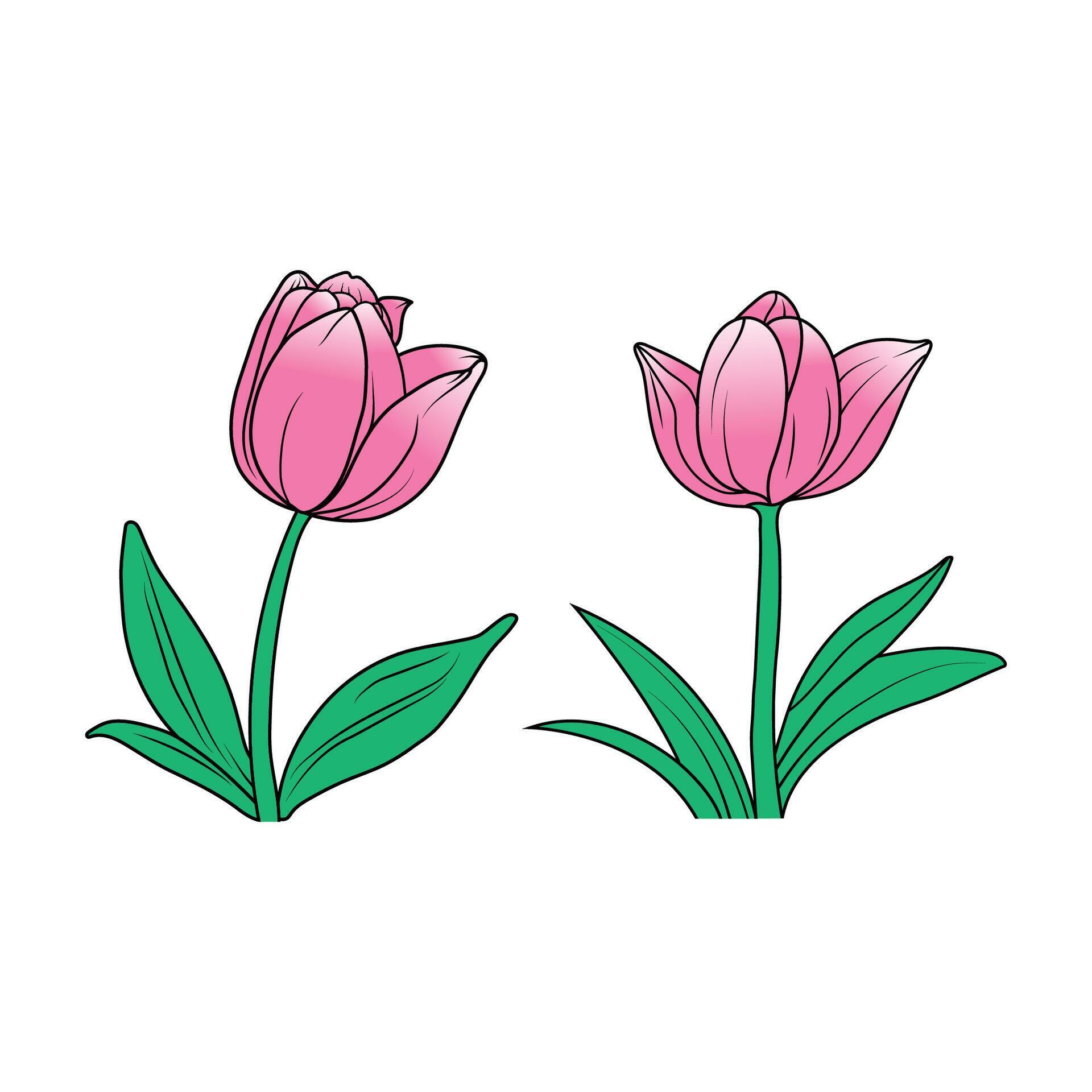 colourful tulip flower vector Stock Free