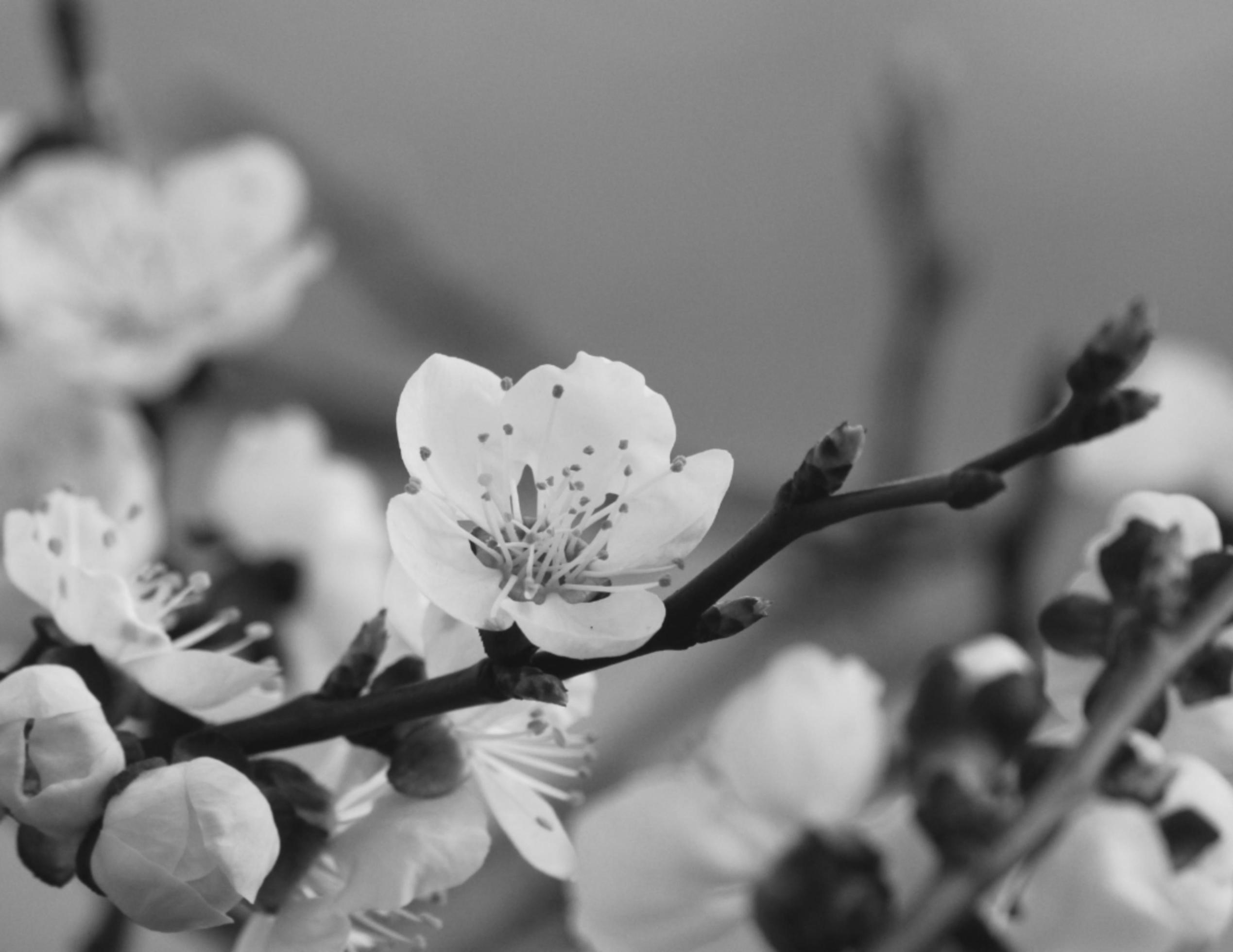 black and white flower Stock Free