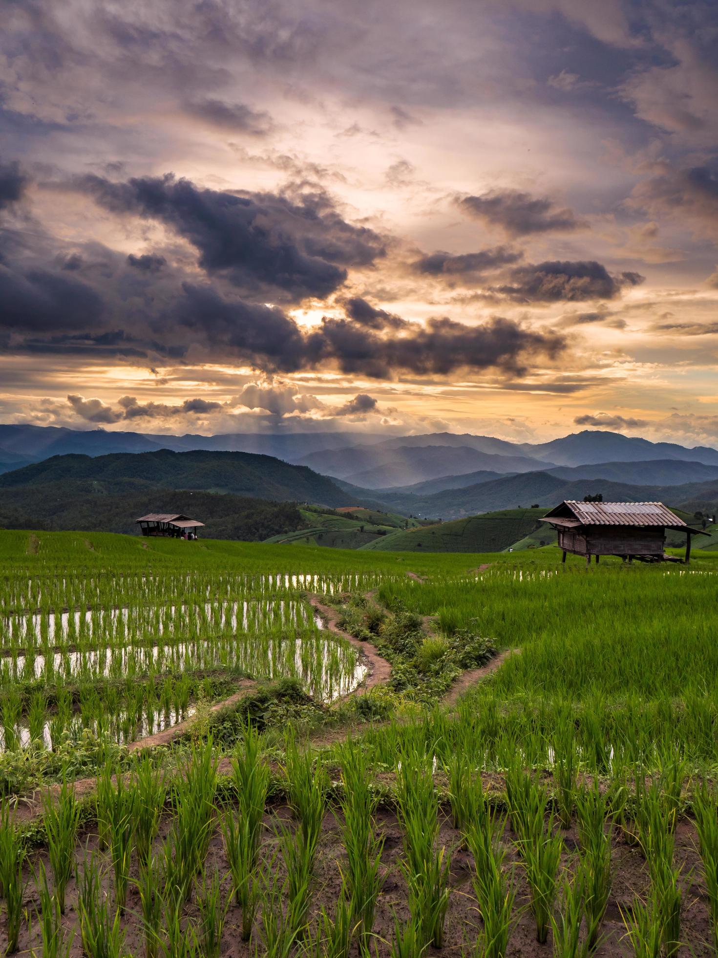 Green rice field in Chiang mai, Thailand. Stock Free