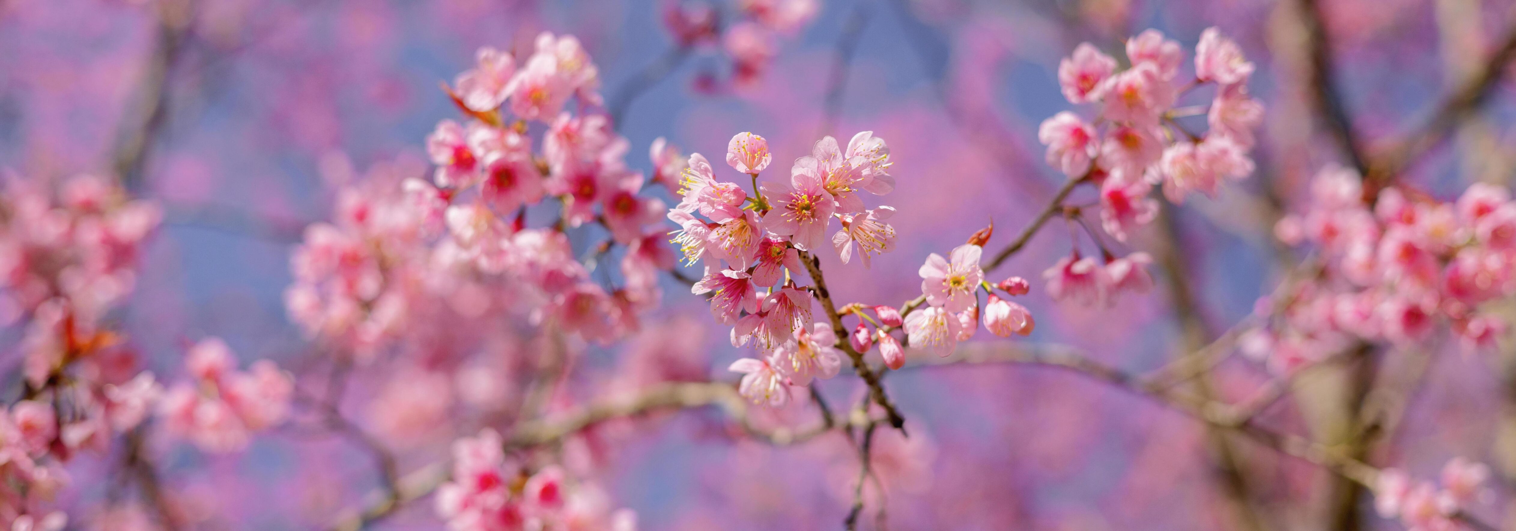 closeup of Wild Himalayan Cherry flower at park Stock Free