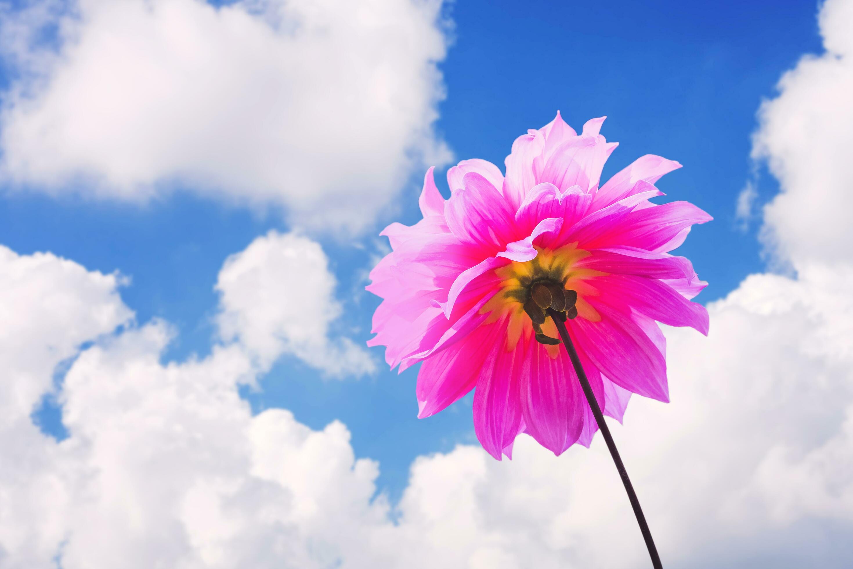 Pink Dahlia in blue sky and cloud nature ,select focus. Stock Free