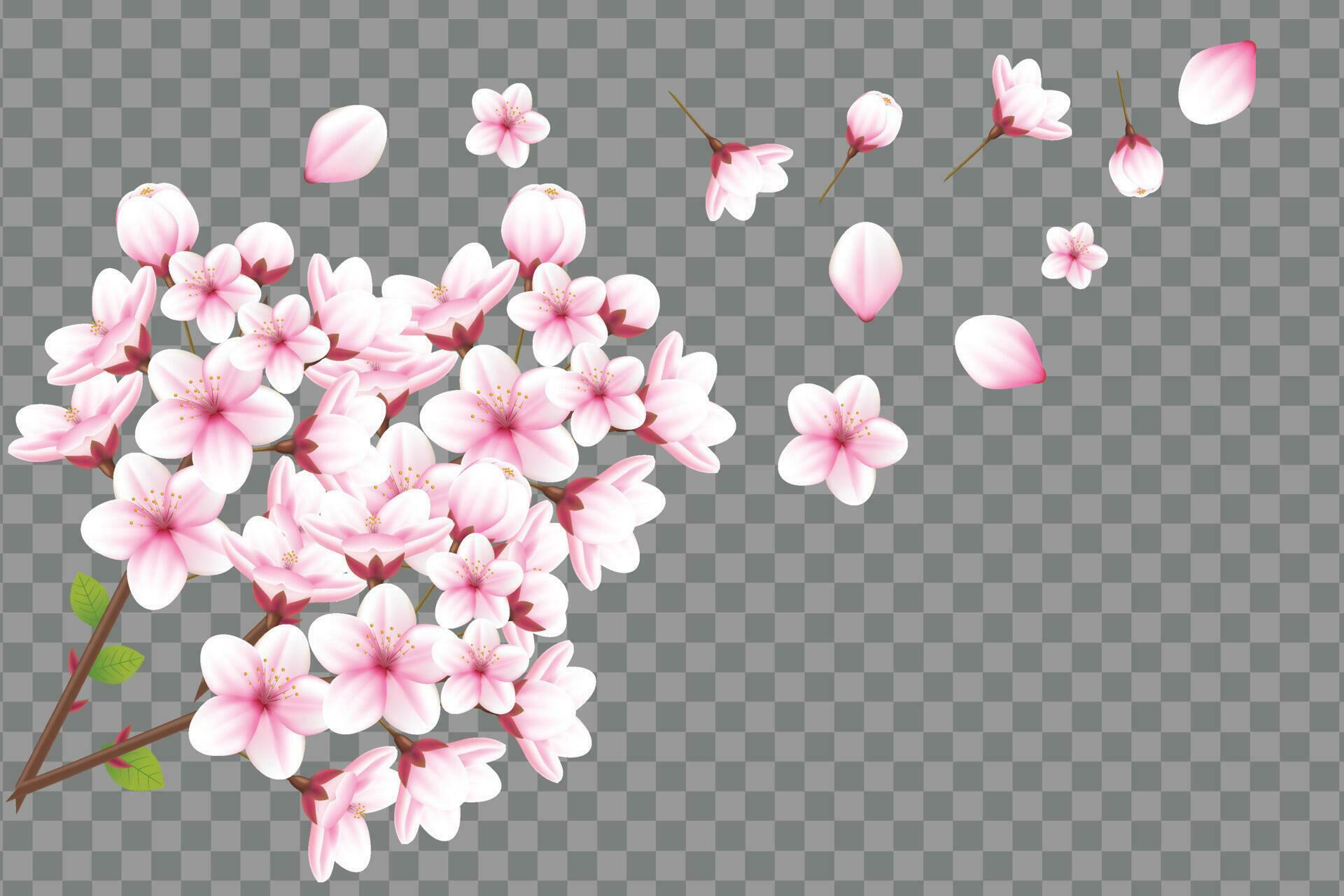 Realistic blooming cherry flowers and petals illustration,cherry blossom vector. pink sakura flower background. cherry blossom flower blooming vector Stock Free