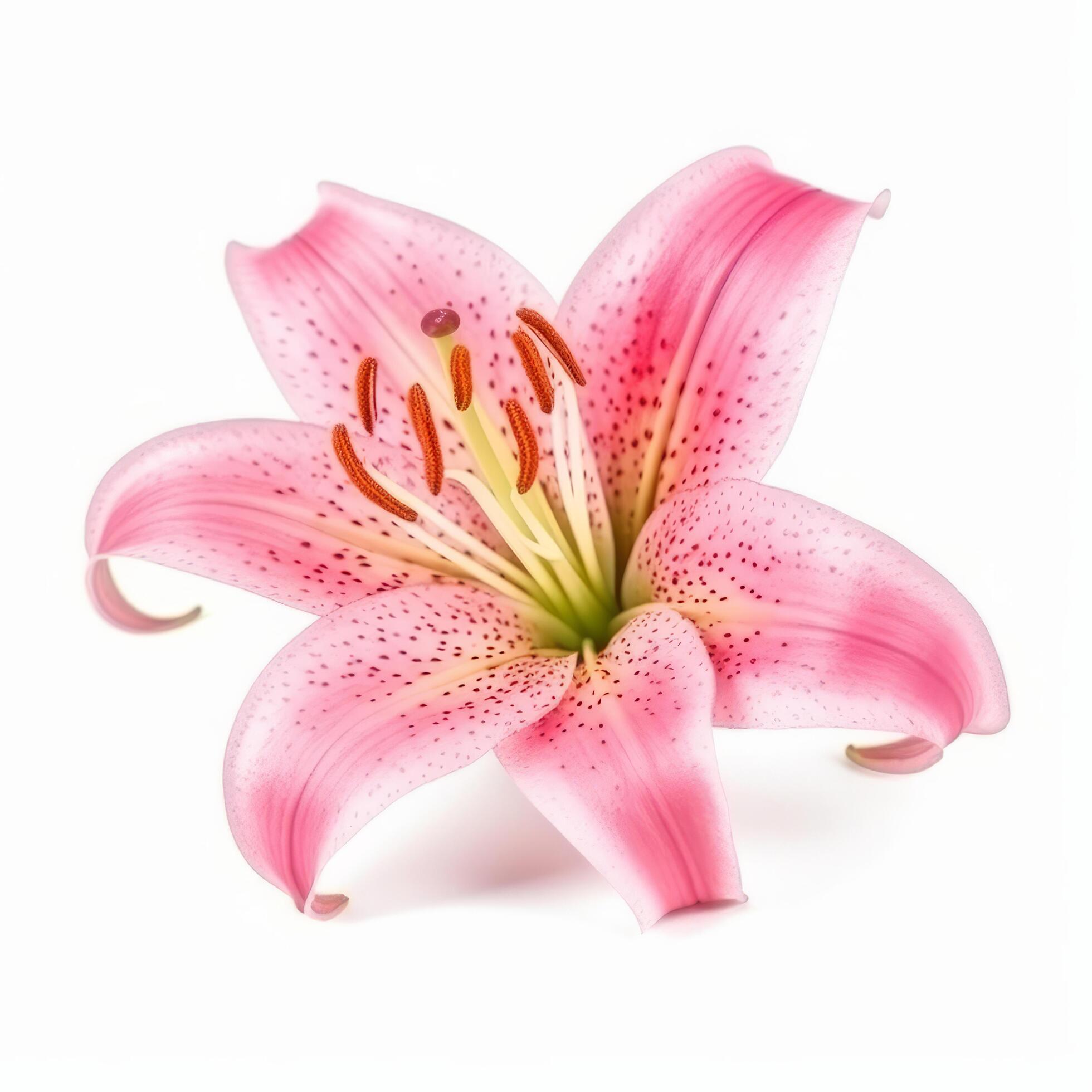 Pink Lilly flower isolated. Illustration Stock Free