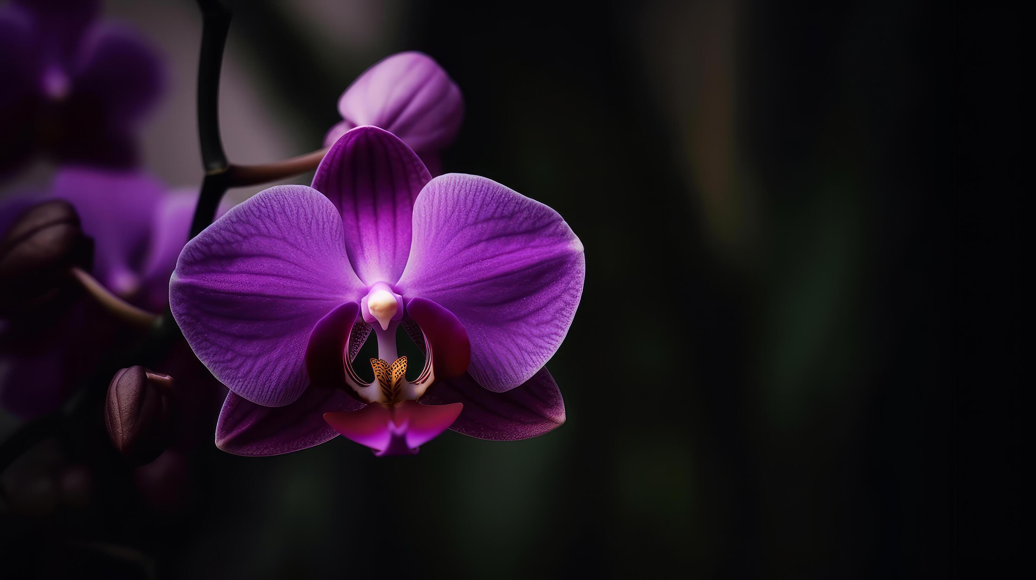 Orchid flower. Illustration Stock Free