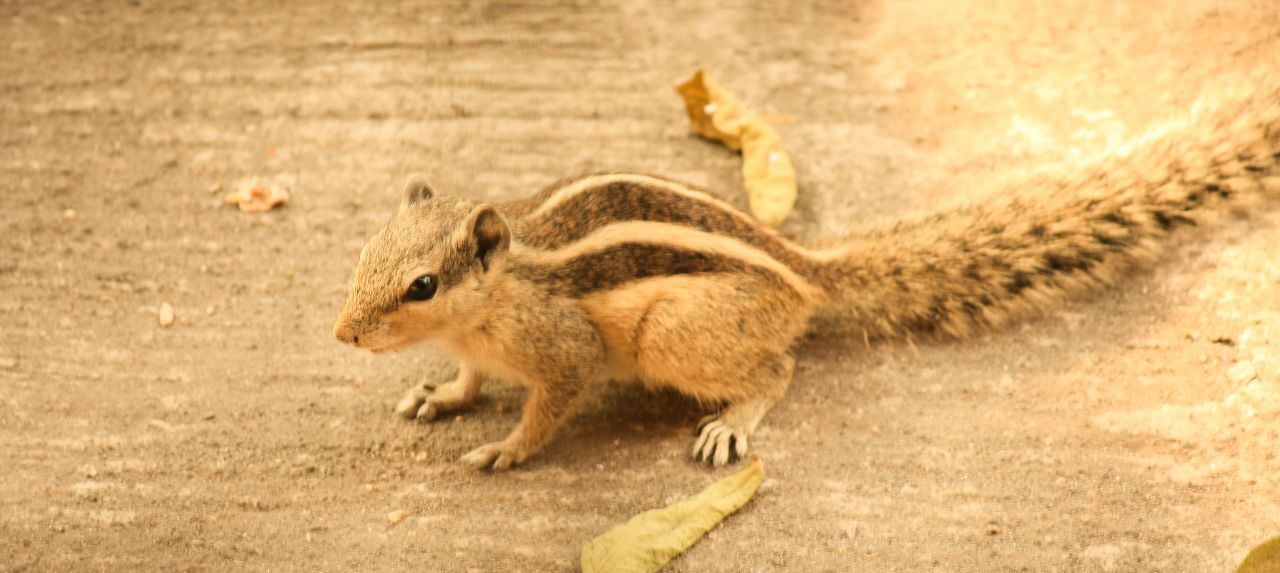 Squirrel On Ground Stock Free