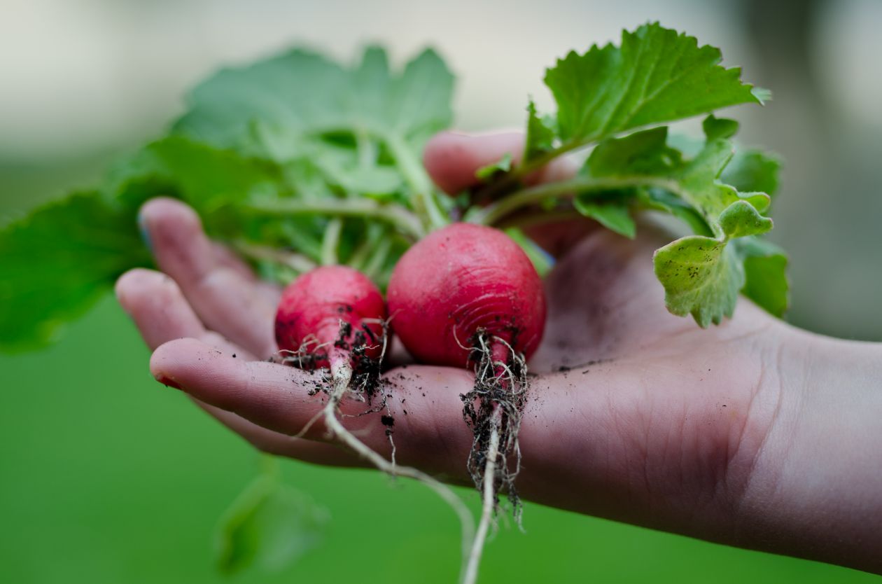 Holding radish Stock Free