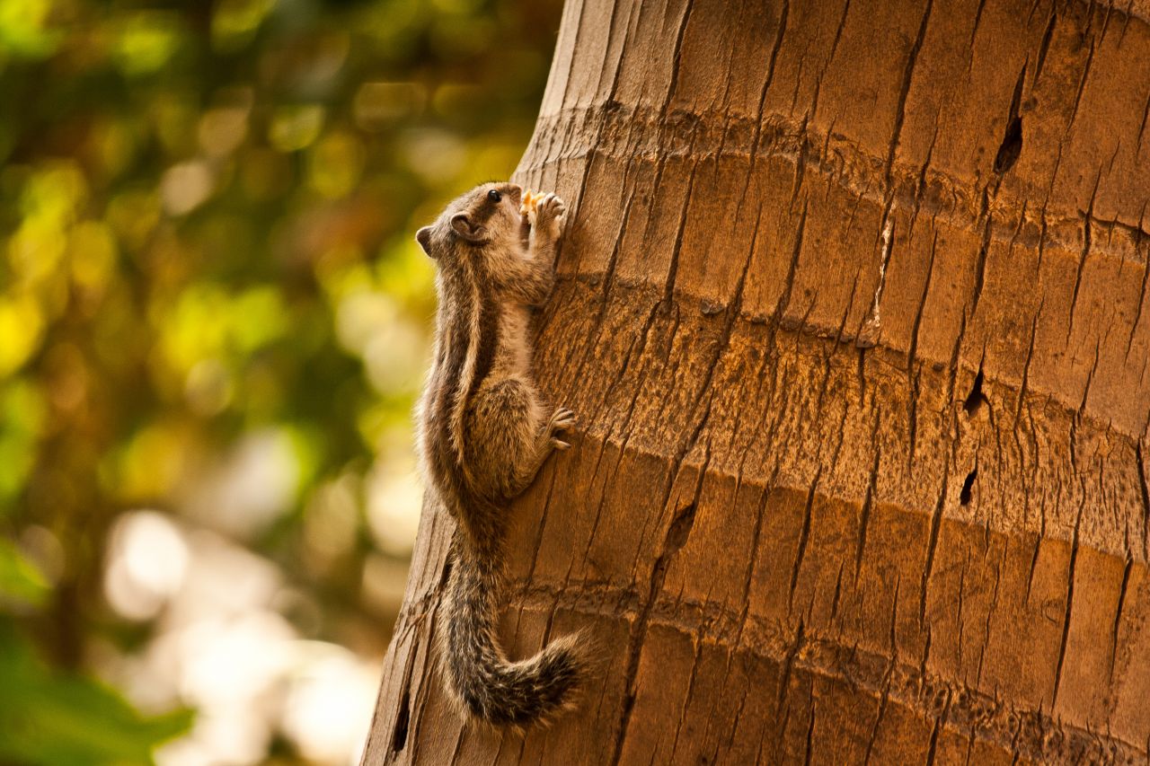 Squirrel On Tree Closeup Stock Free