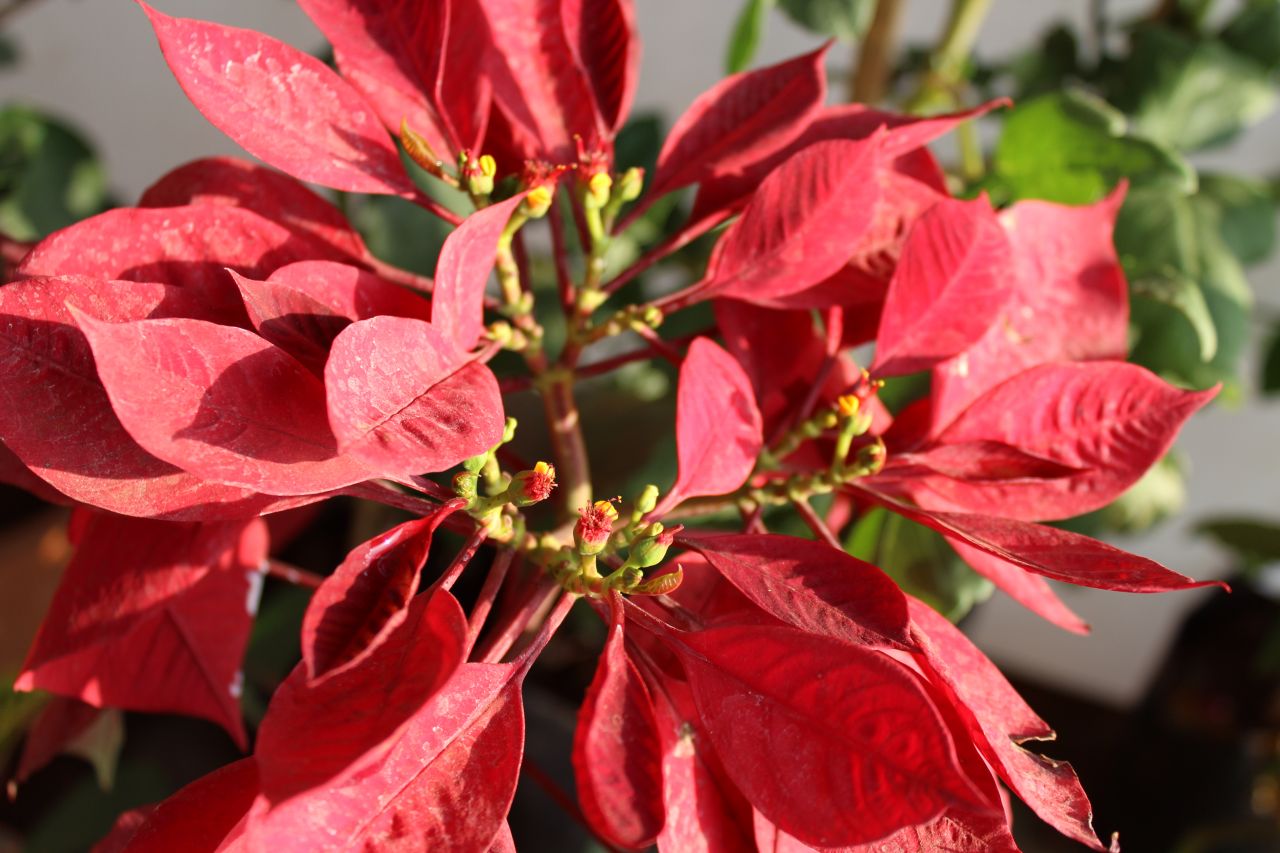 Red Leaves Plant Flower Stock Free