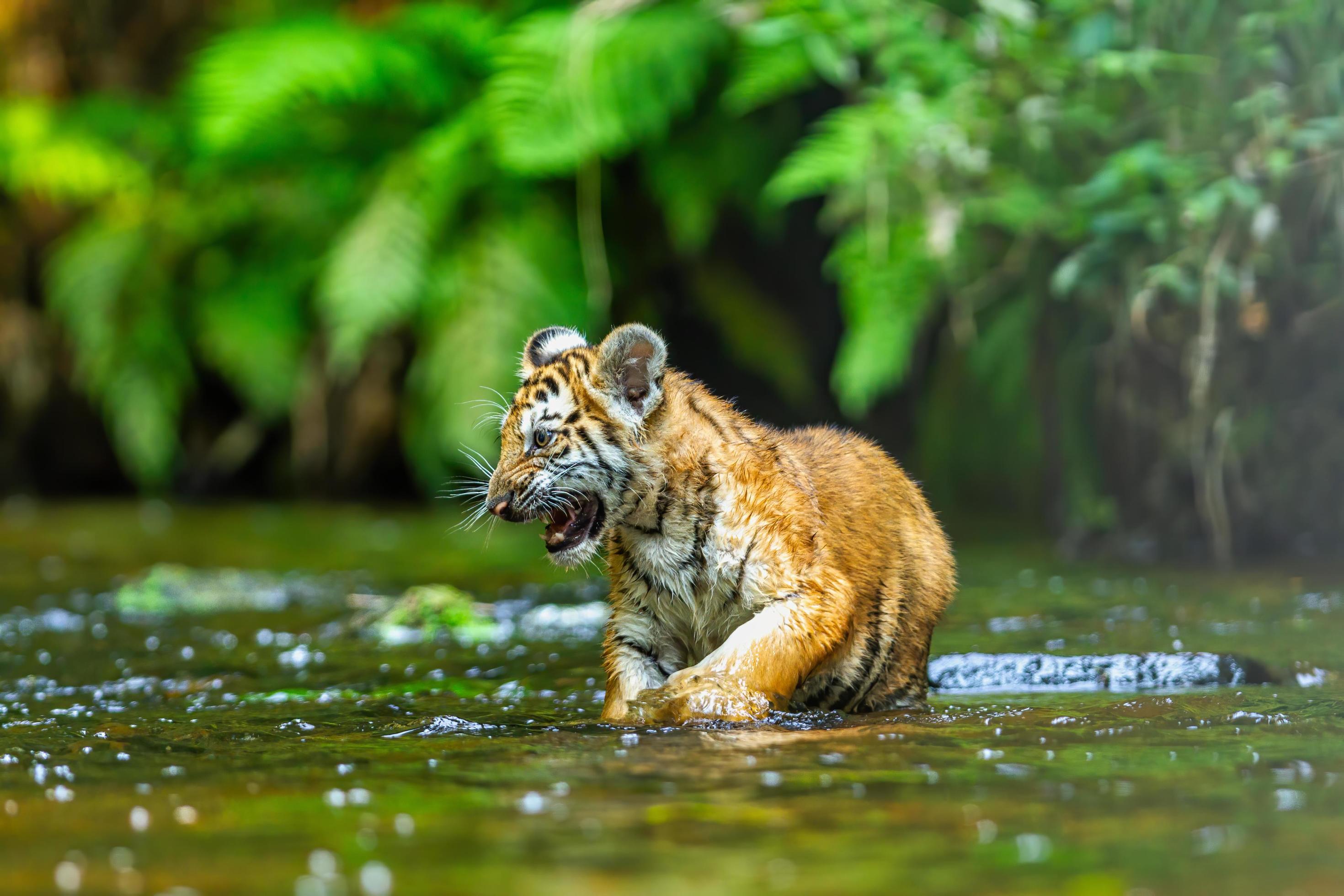 A tiger cub wades through the water in the taiga, or boreal forest Stock Free