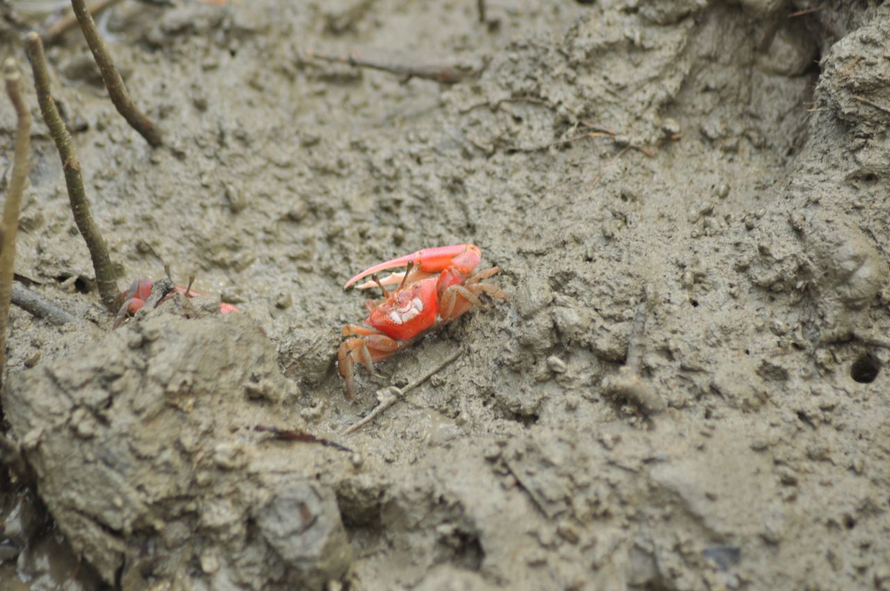 
									Crab In Marsh Stock Free