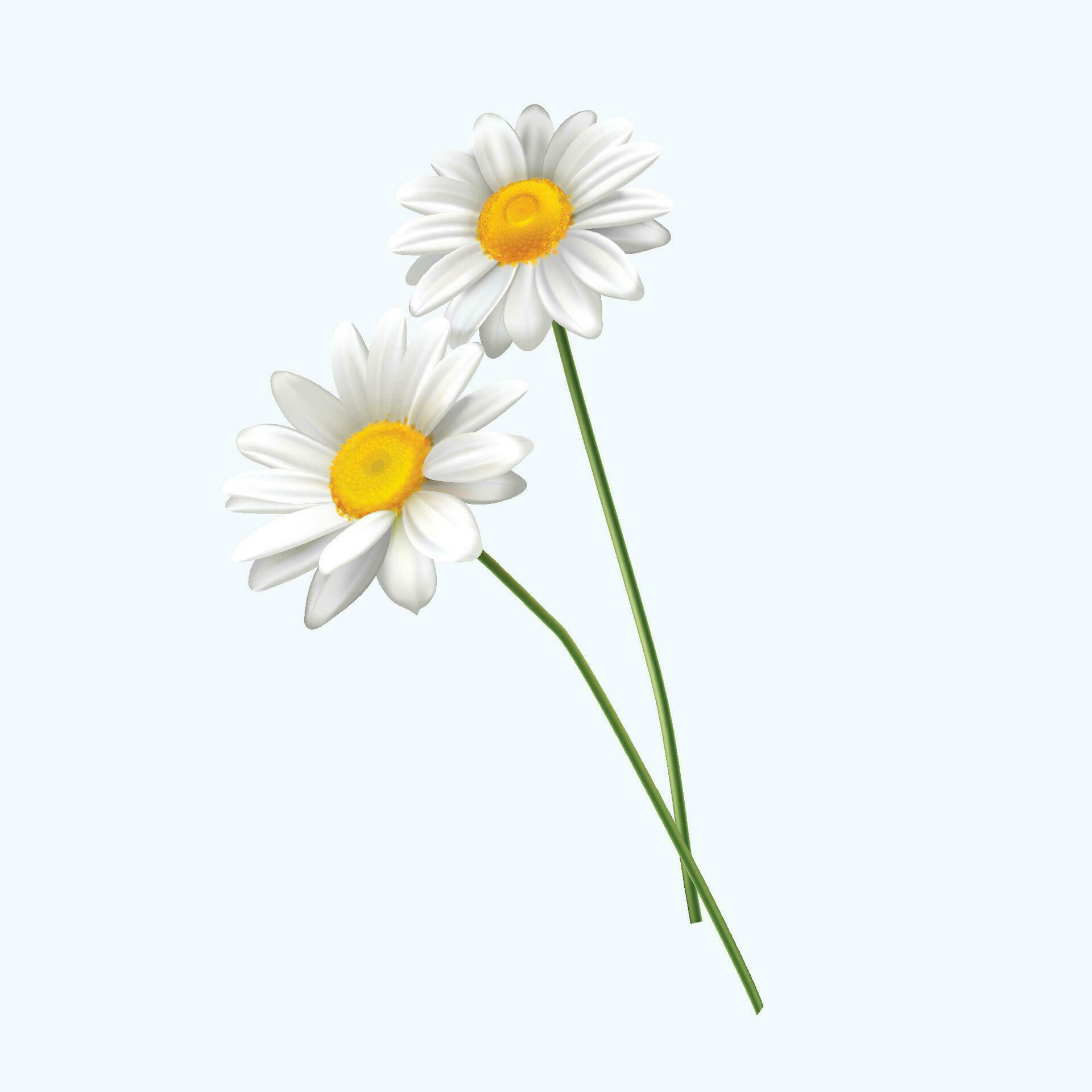 Vector white daisy flower isolated on white background Stock Free