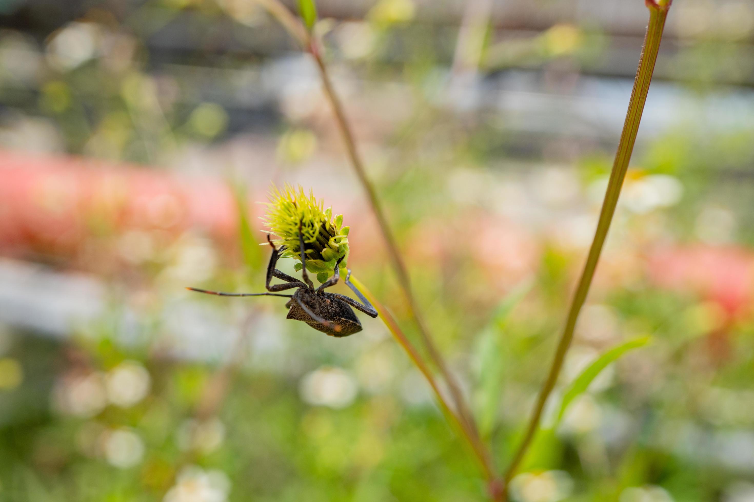 Black beetles perch over the flower buds. The photo is suitable to use for animal wild life background, spring poster and nature content media. Stock Free