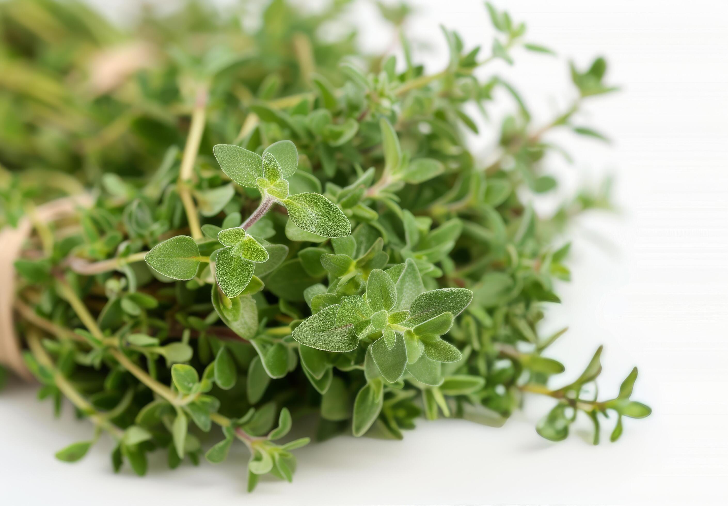 Fresh Thyme Sprigs on White Background Stock Free