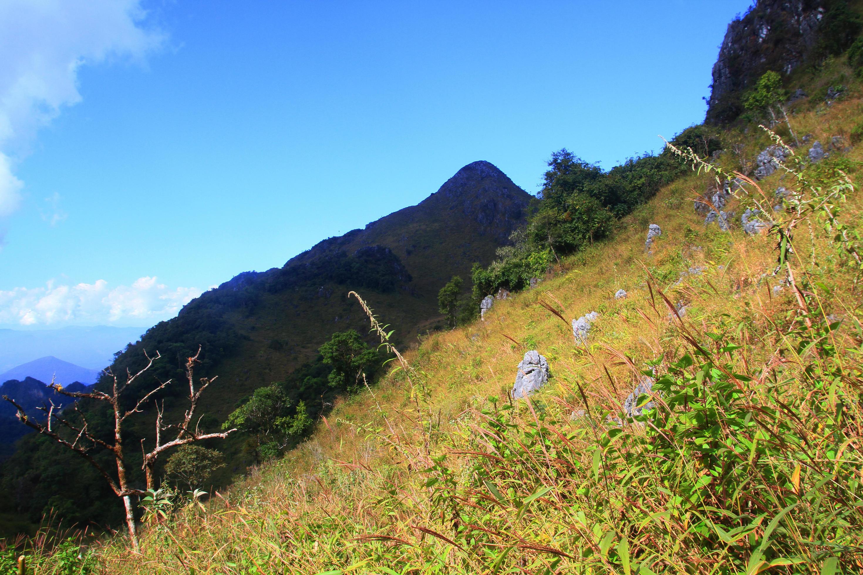 Beautiful grass flowers Landscape of rocky Limestone Mountain and green forest with blu sky at Chiang doa national park in Chiangmai, Thailand Stock Free