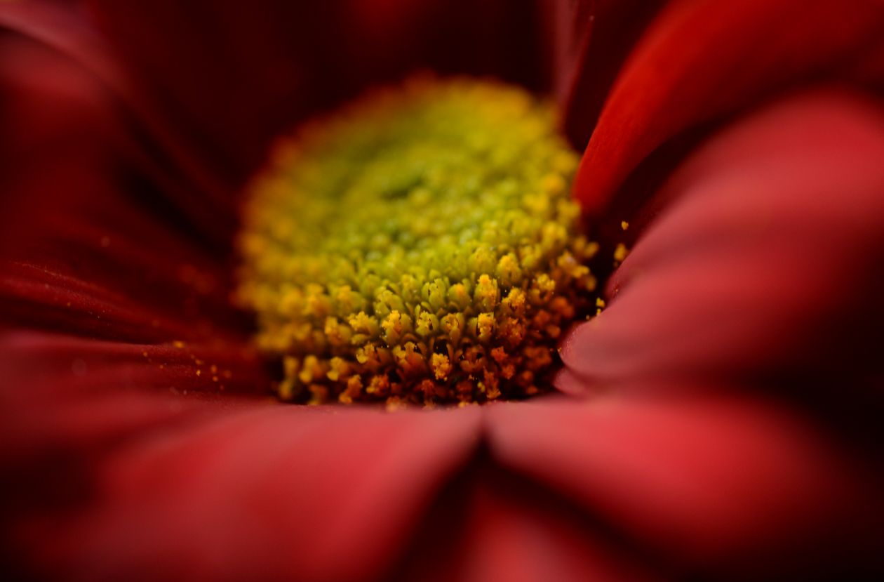 Red flower bud macro Stock Free