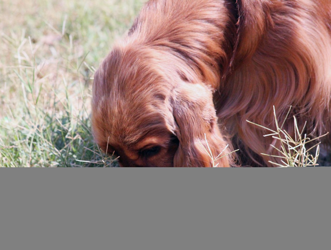 Cocker Spaniel Golden Long Ears Stock Free