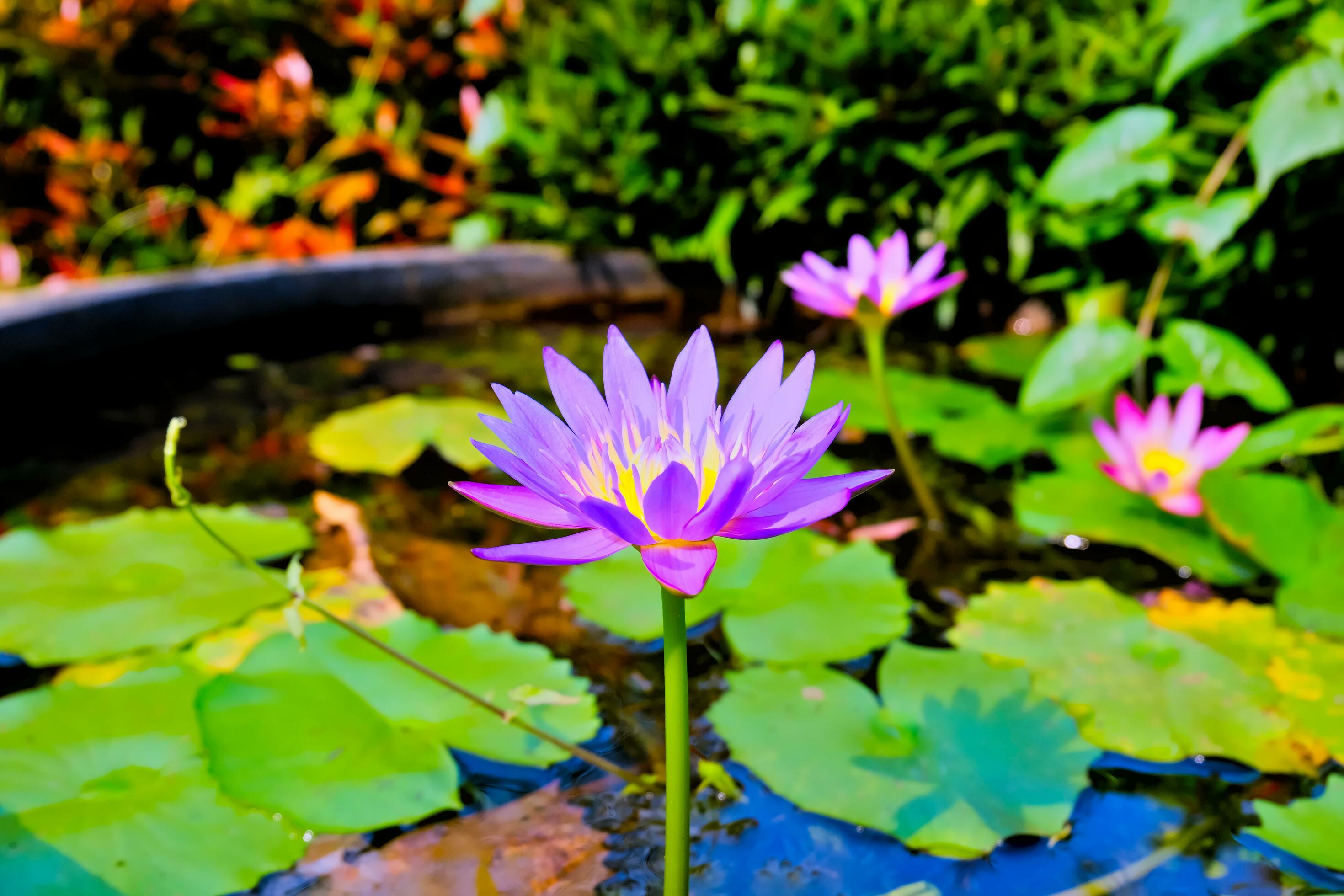 purple lotus flower growing on the lake, lotus flower nature background Stock Free