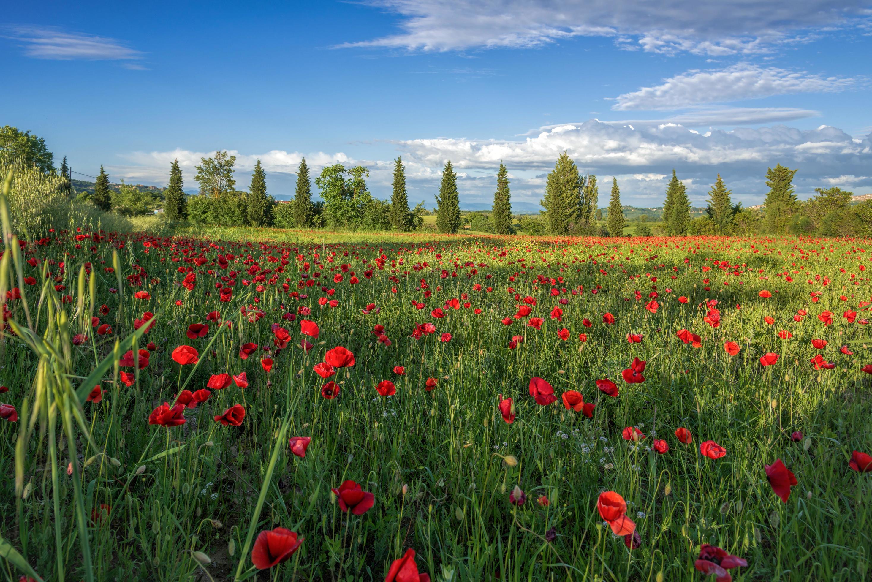 Poppy Field in Tuscany Stock Free