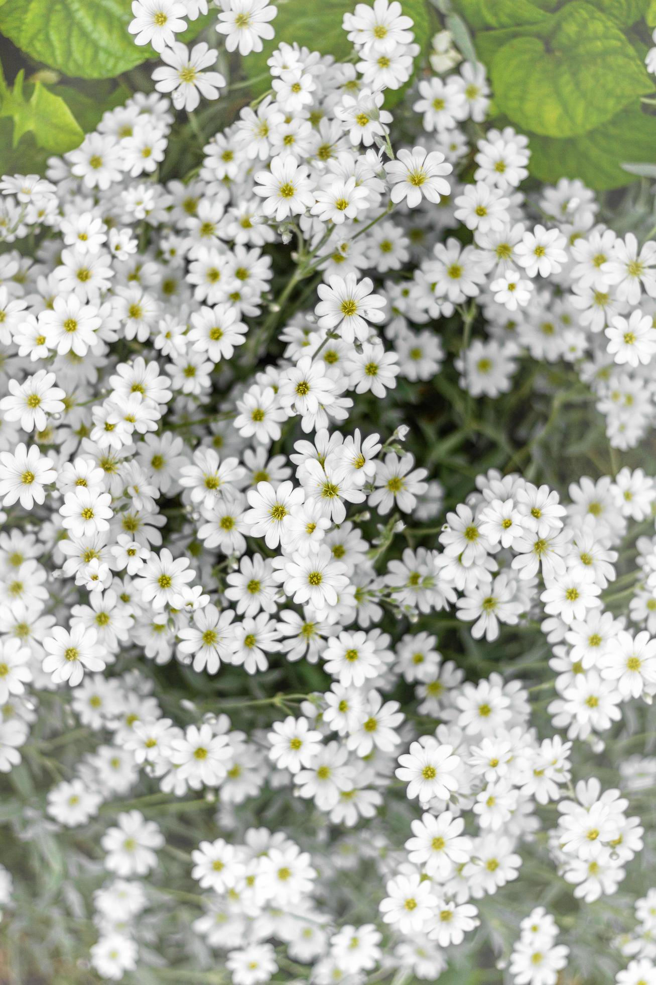 Lots of small white flowers in the meadow. Ornithogalum flowers. beautiful flowering in the spring garden. Stock Free