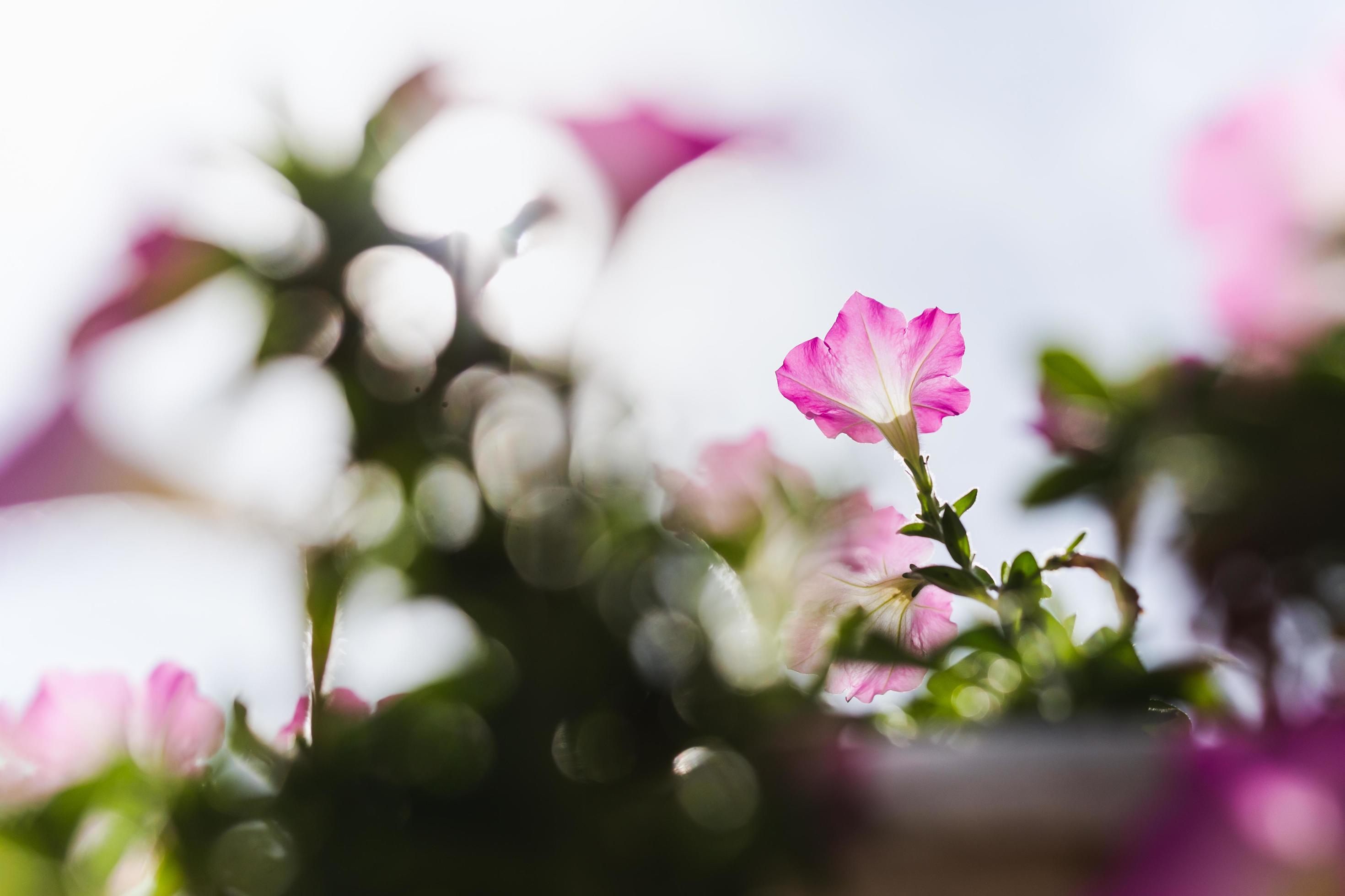 Low angle view pink petunia flower blooming in a garden. Stock Free