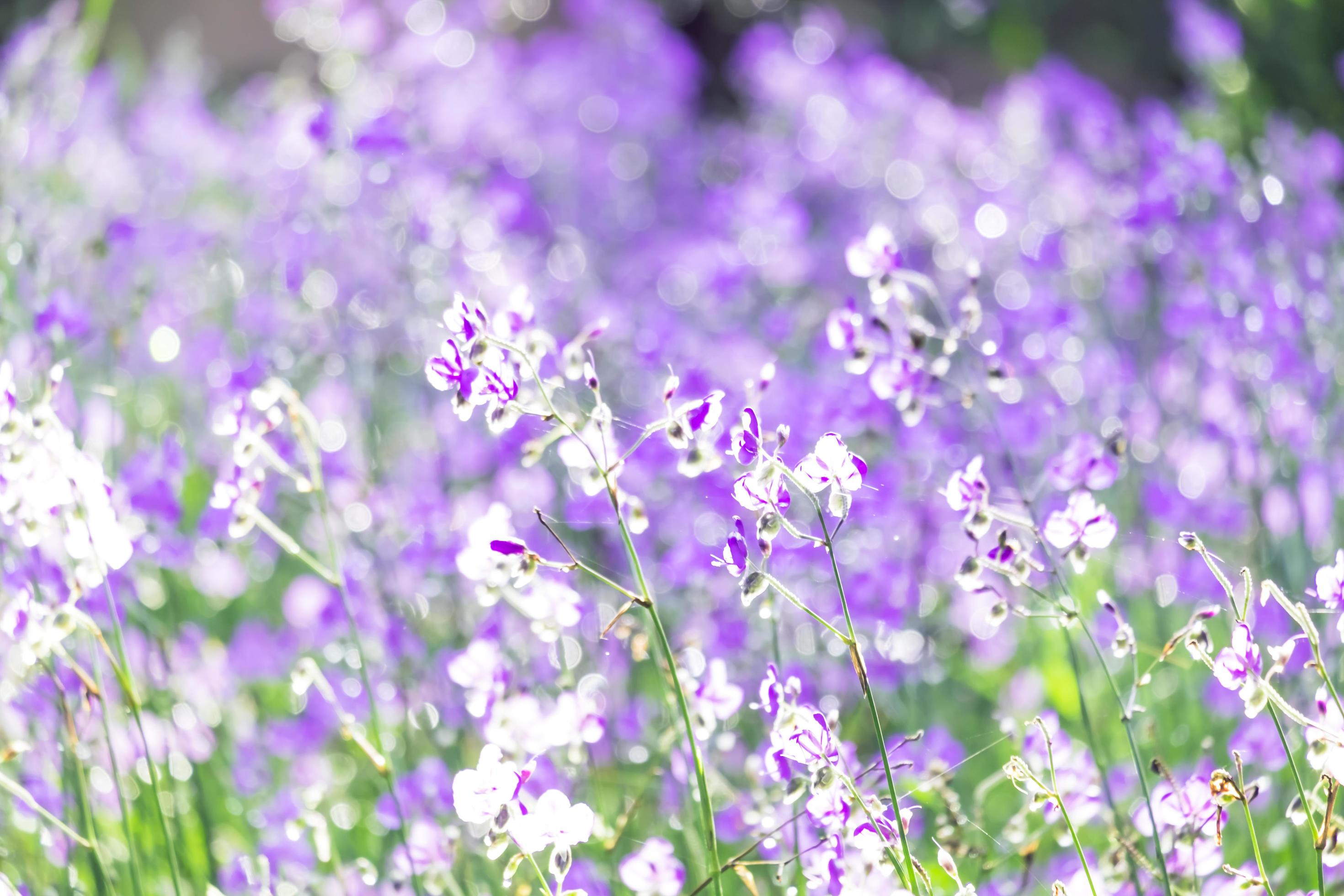 blurred,Purple flower fields blooming.Beautiful growing and flowers on meadow blooming in the morning,selective focus Stock Free