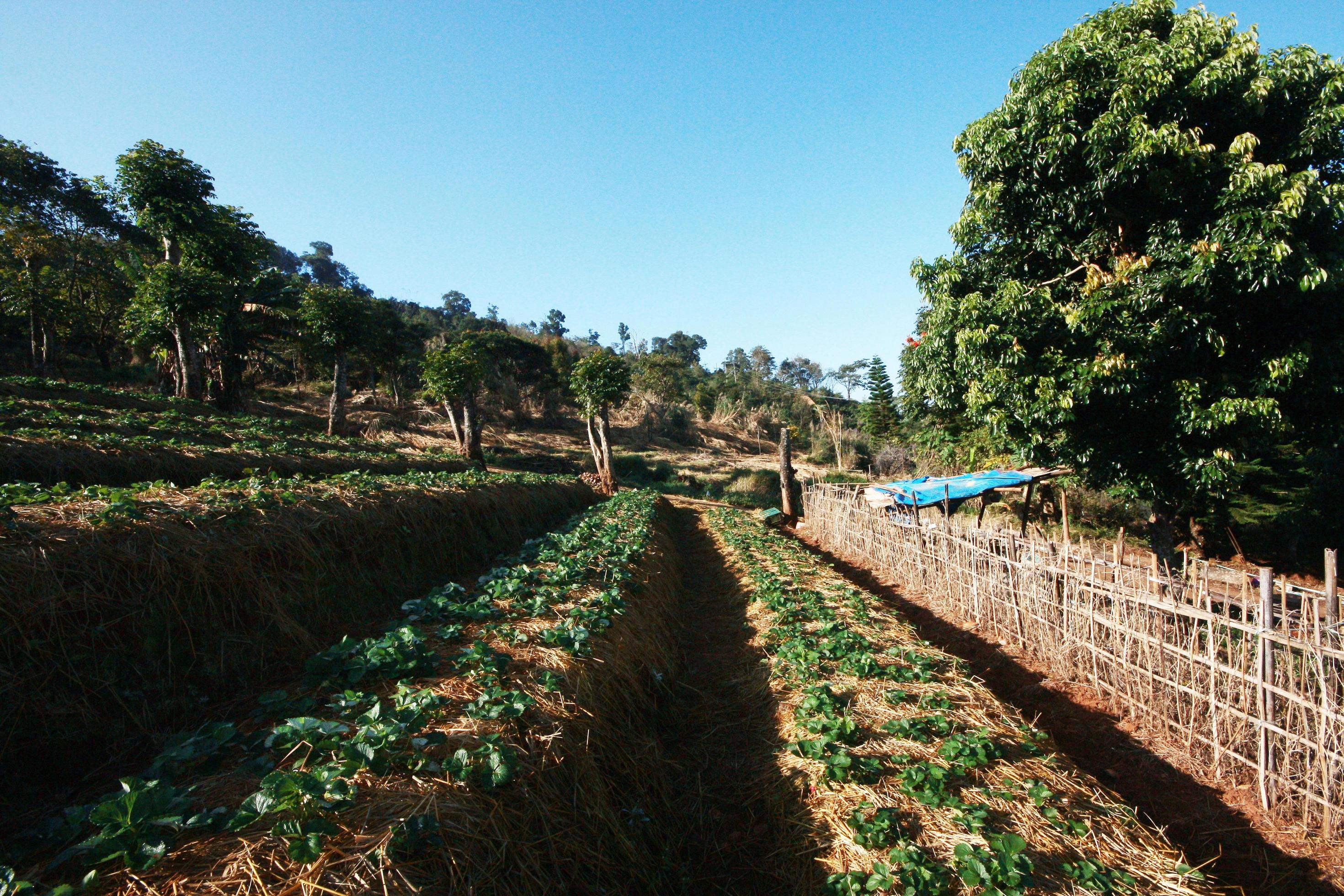 Strawberry Mountain Farm on slope and step with sunrise on hill in Thailand Stock Free