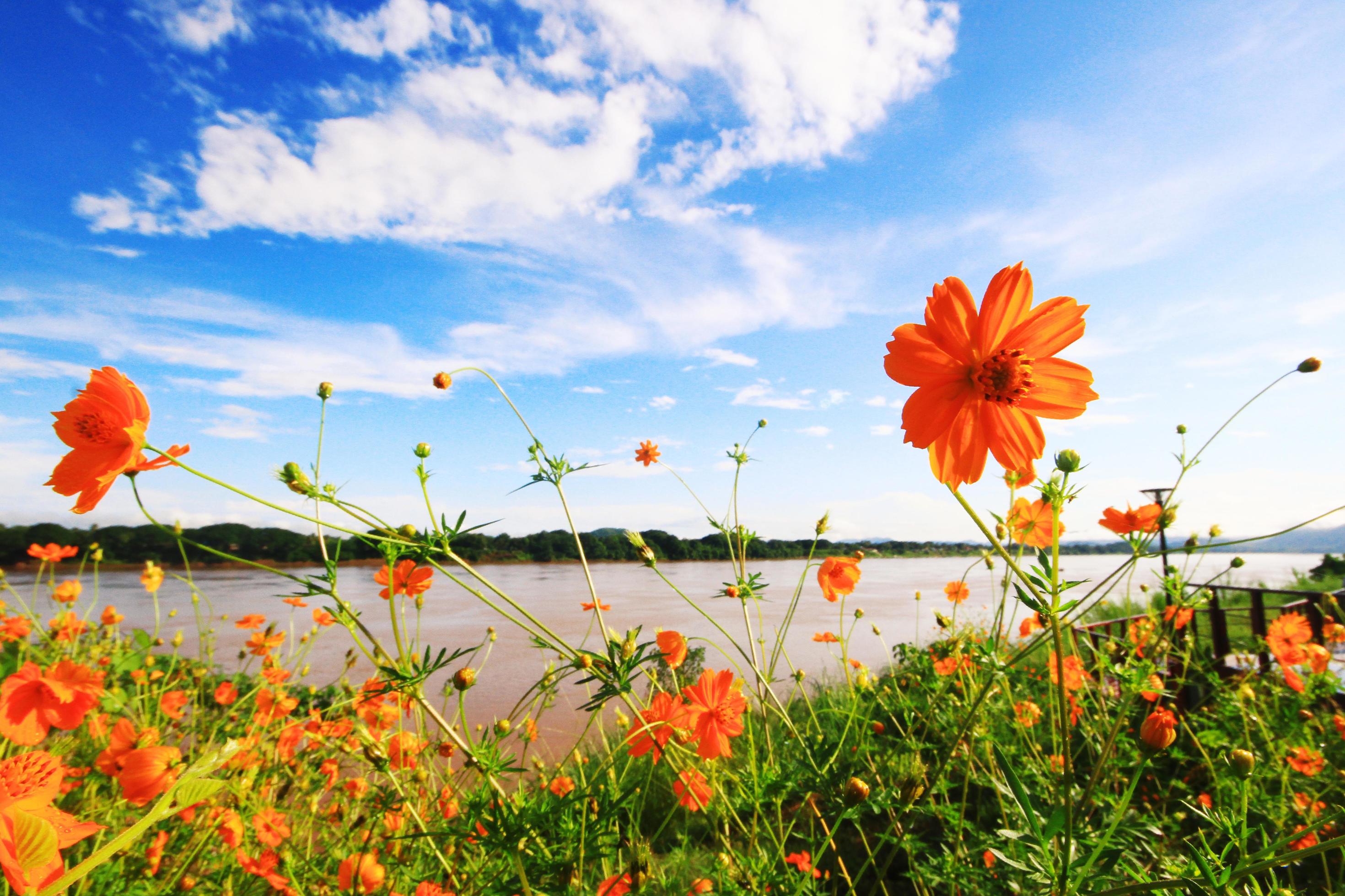 Beautiful Sulfur Cosmos or Yellow Cosmos flowers field with blue sky in sunlight near riverside. Stock Free