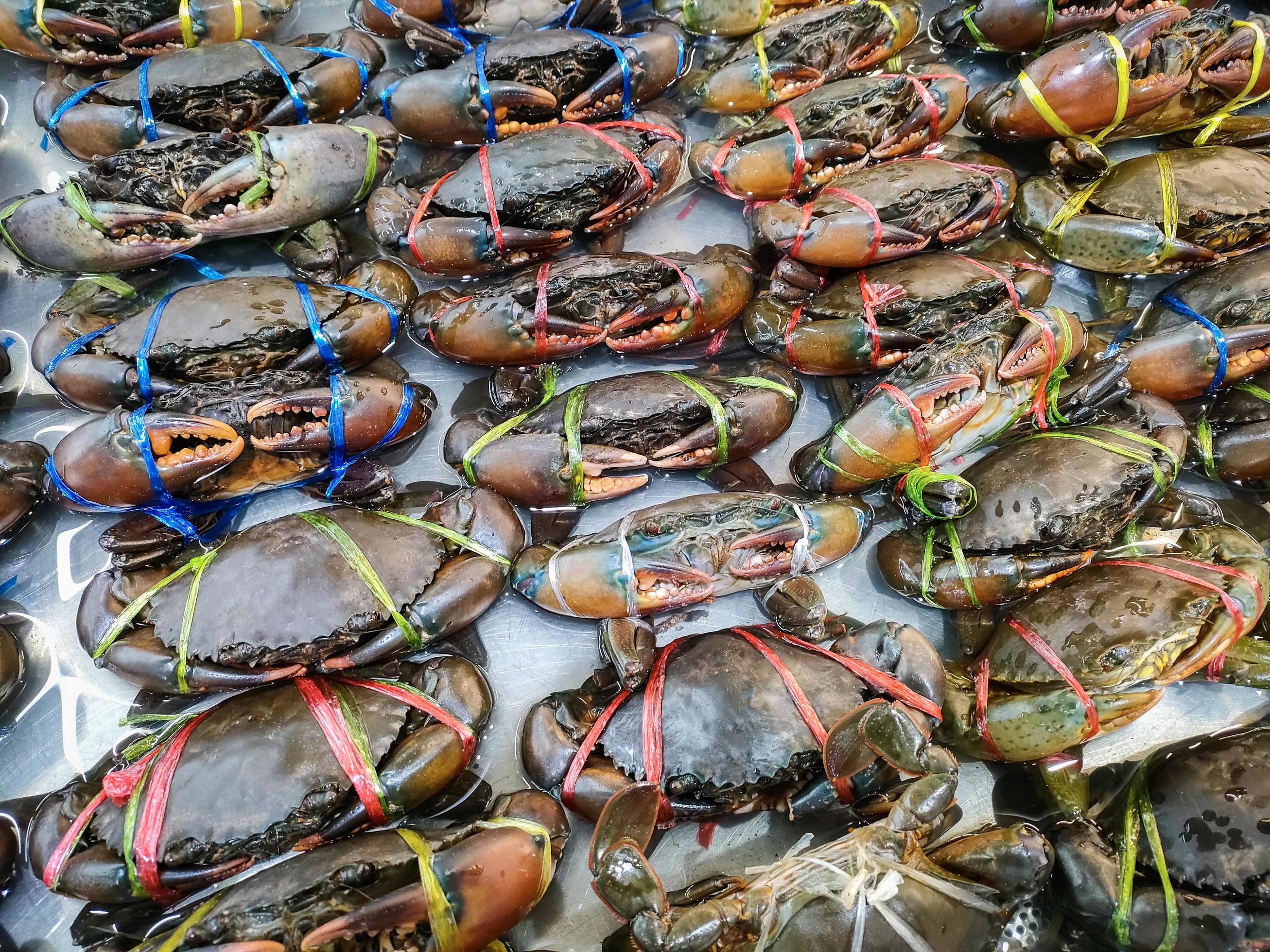 Raw crab on ice, fresh seafood crab for cooked food at restaurant or seafood market, mud crab Stock Free