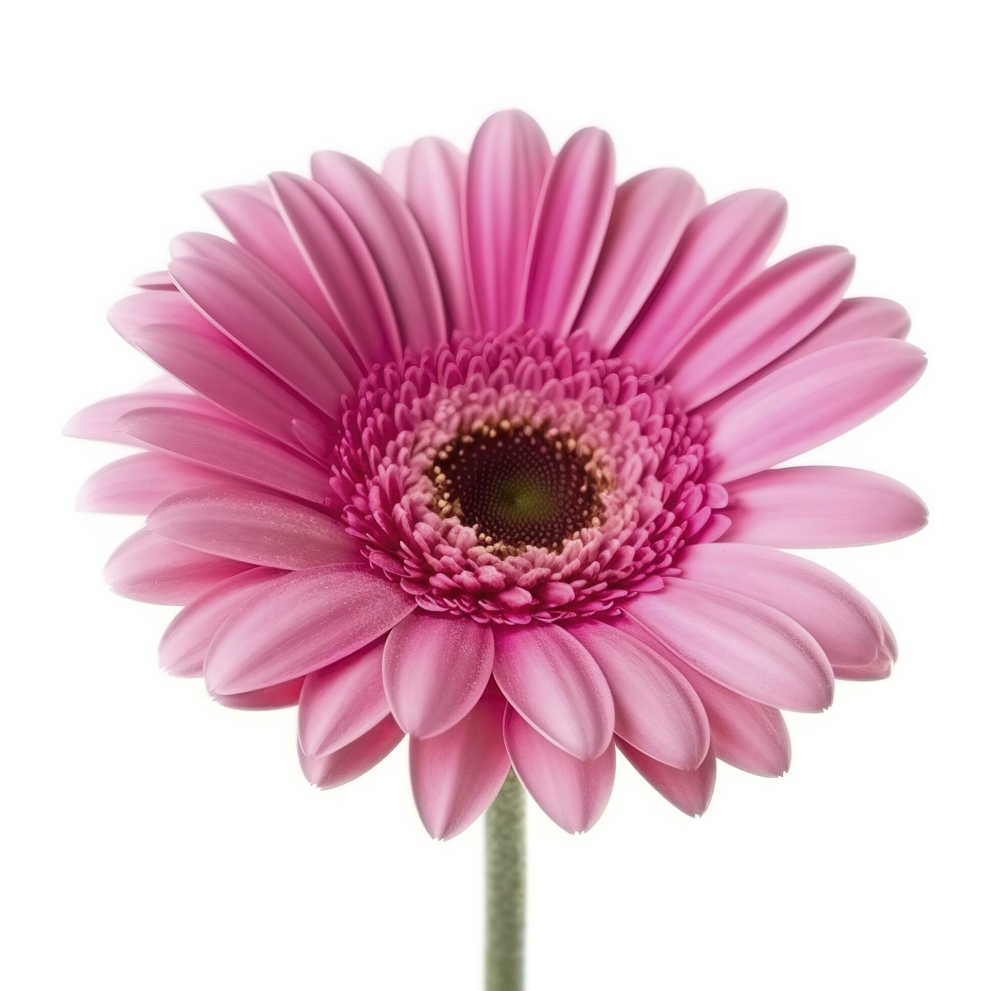 Pink gerbera flower isolated on white background, generate ai Stock Free