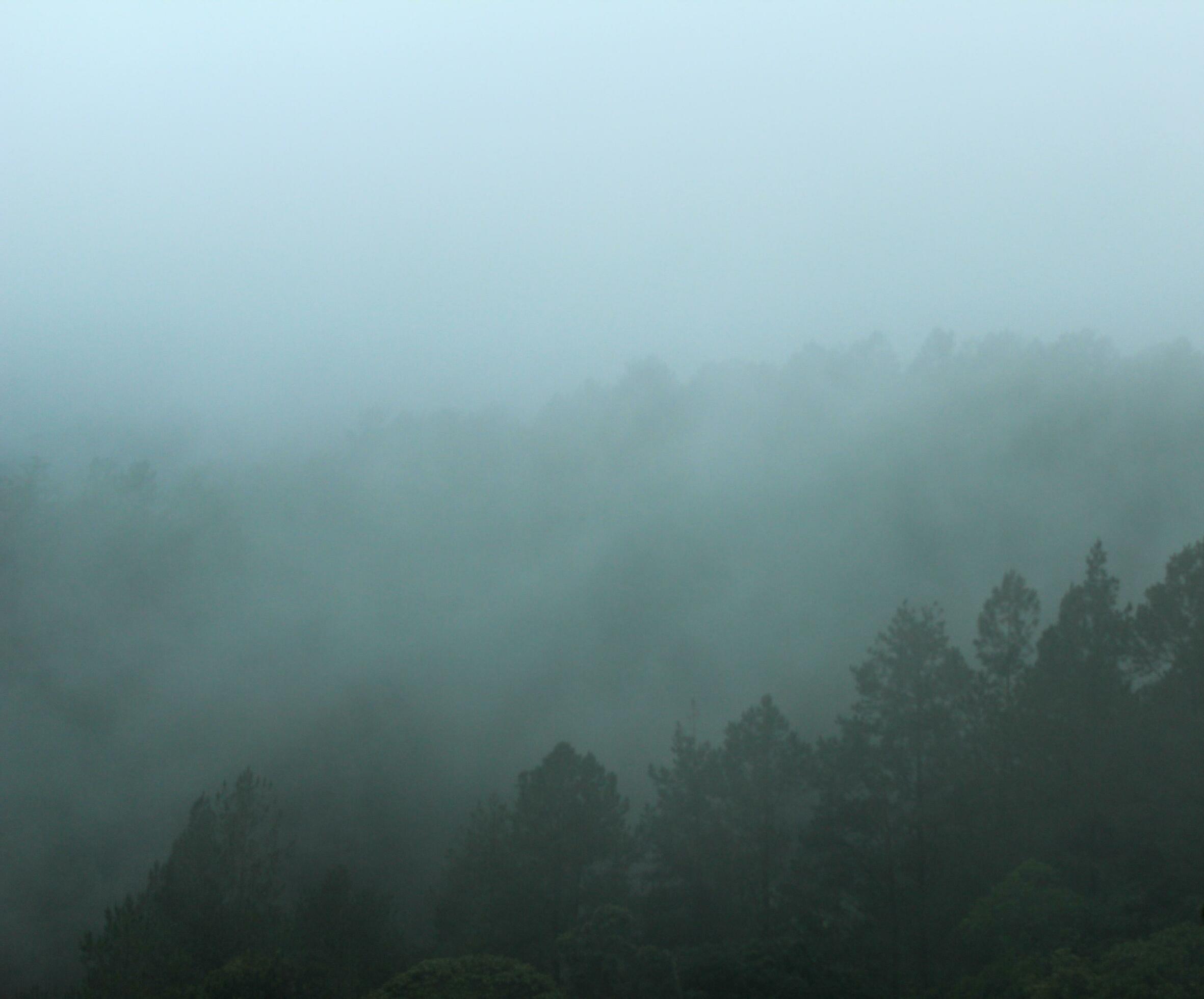 foggy forest landscape. spooky mountain forest nature themed background with fog mood. Stock Free