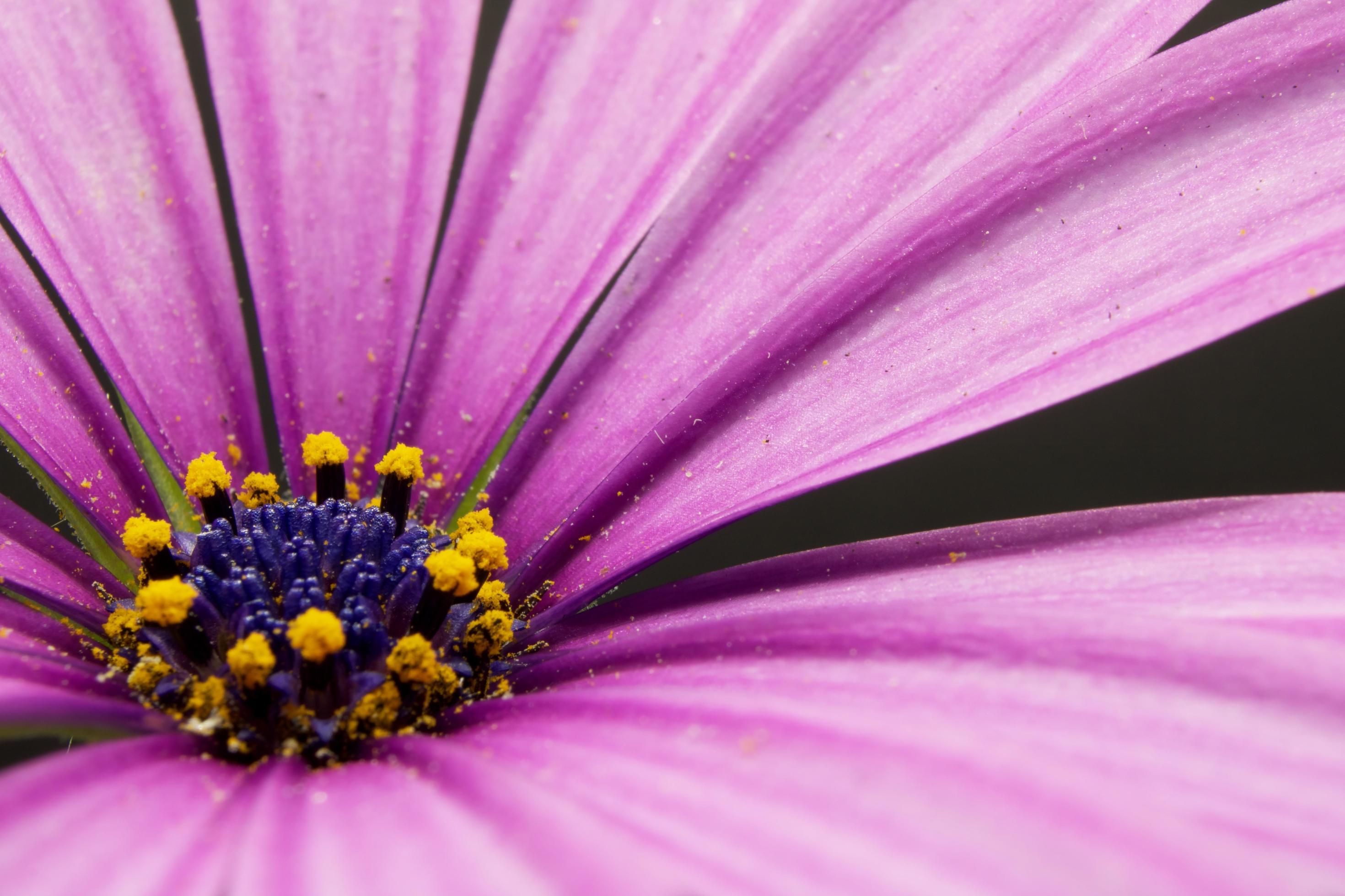 Pink flower with yellow stigma Stock Free