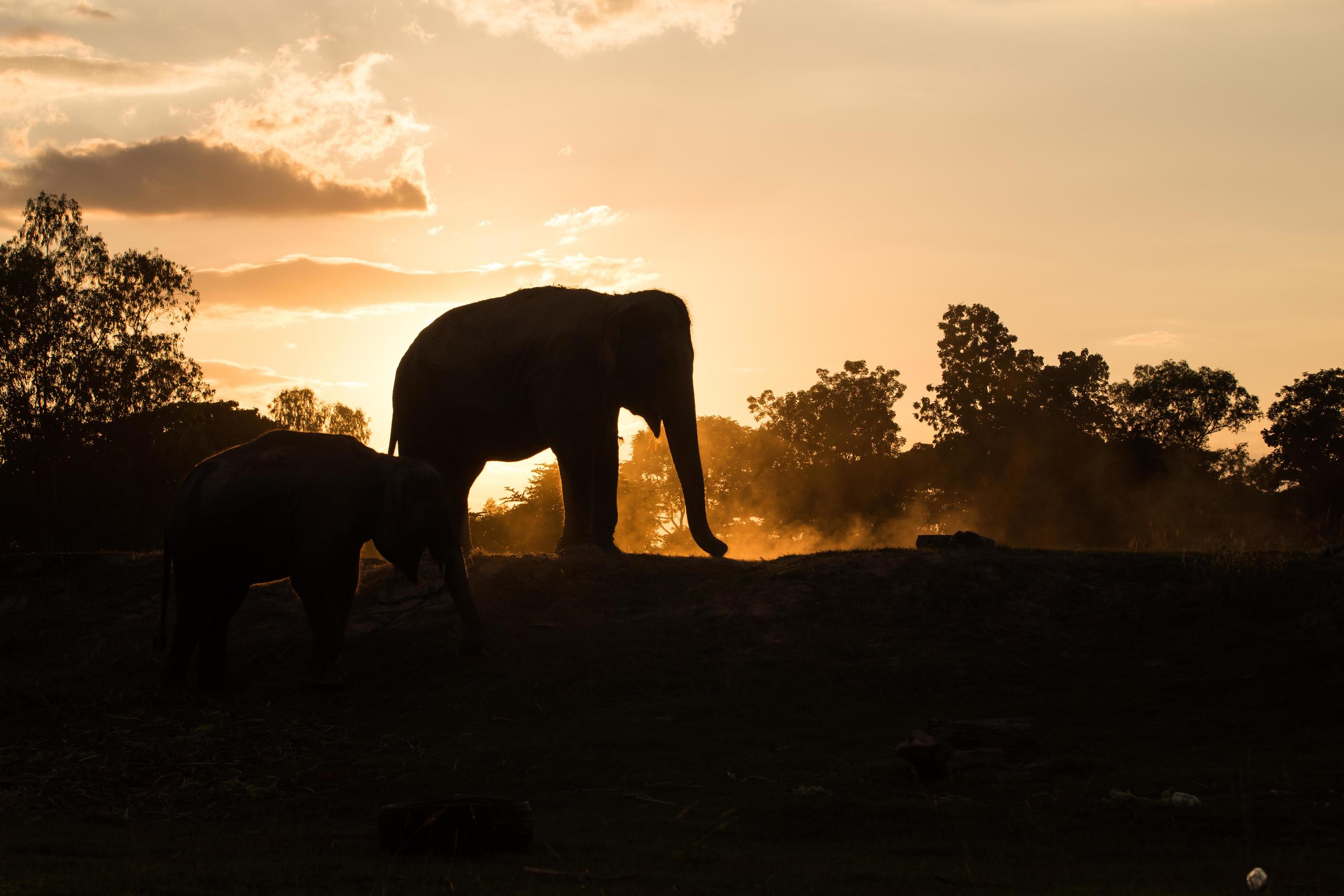 asia elephant in the forest at sunset Stock Free