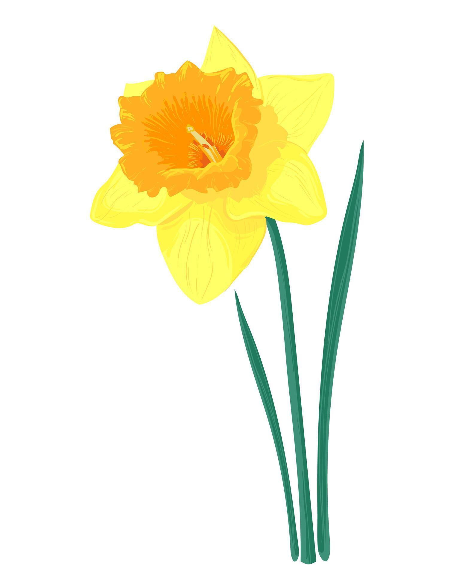 Spring yellow flower. Vector yellow narcissuses. Stock Free