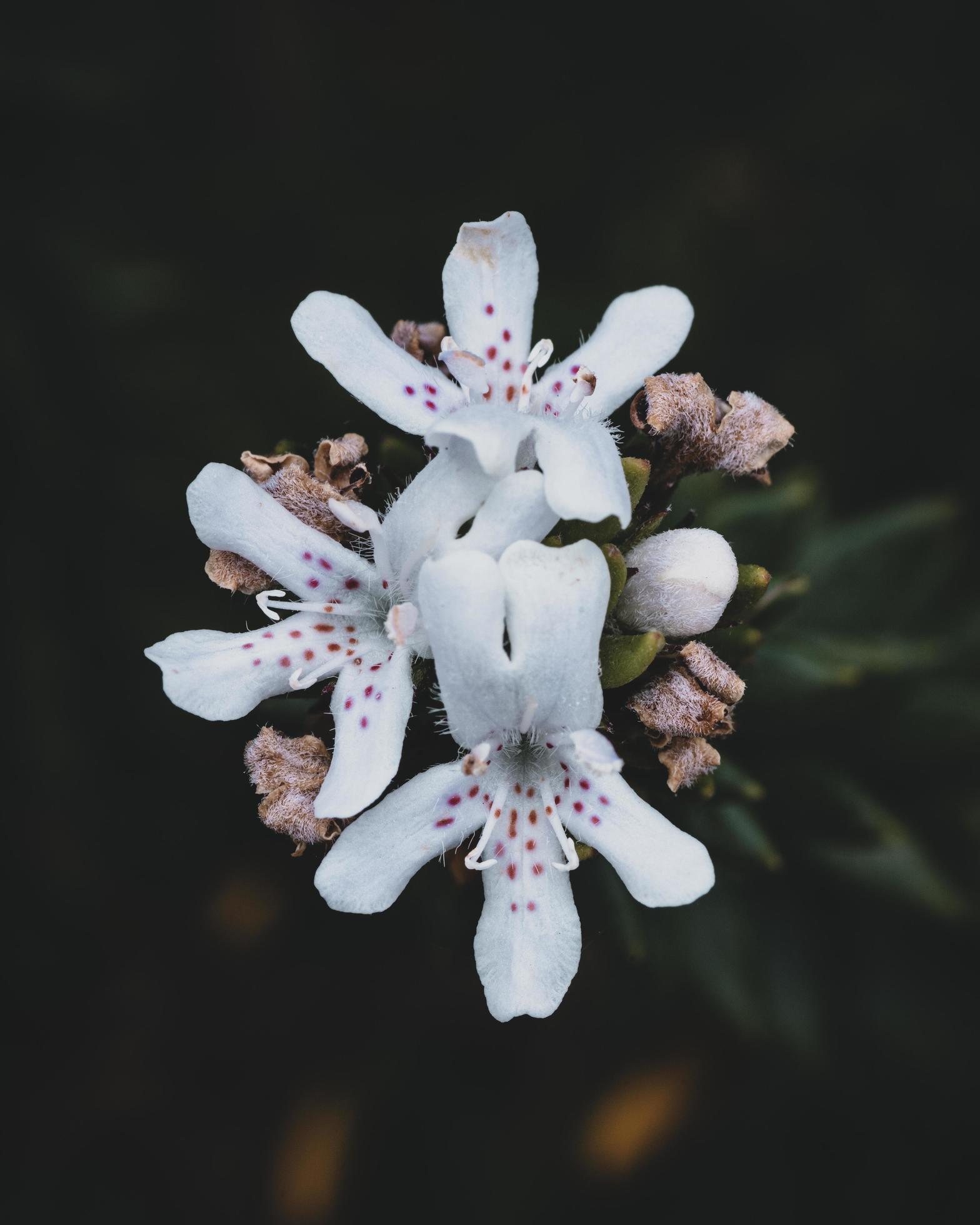 White petaled flowers Stock Free