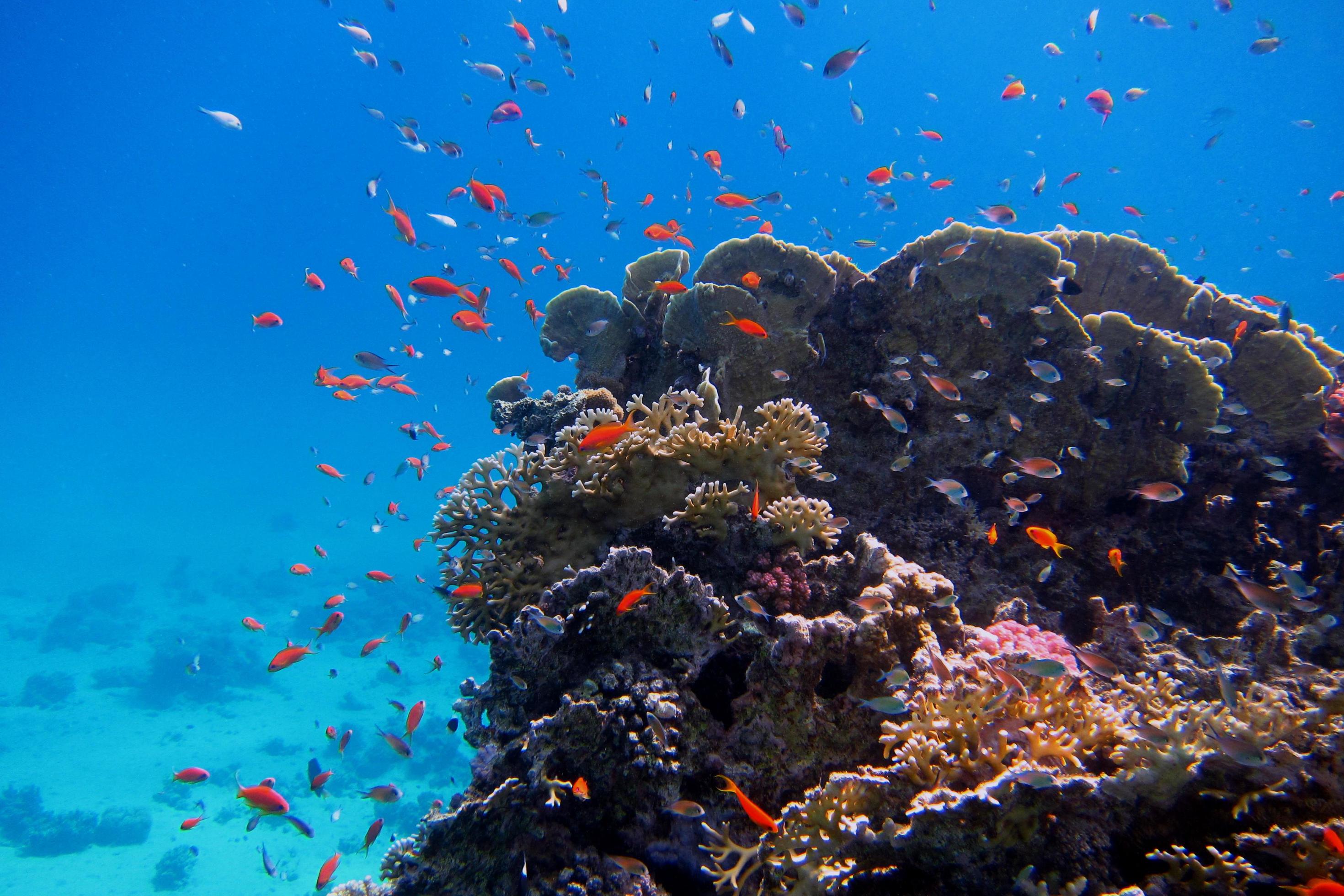 colorful coral and many fish Stock Free