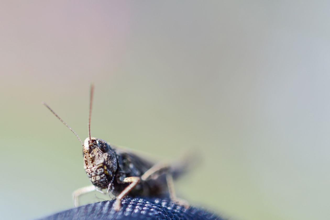 Grasshopper in macro Stock Free