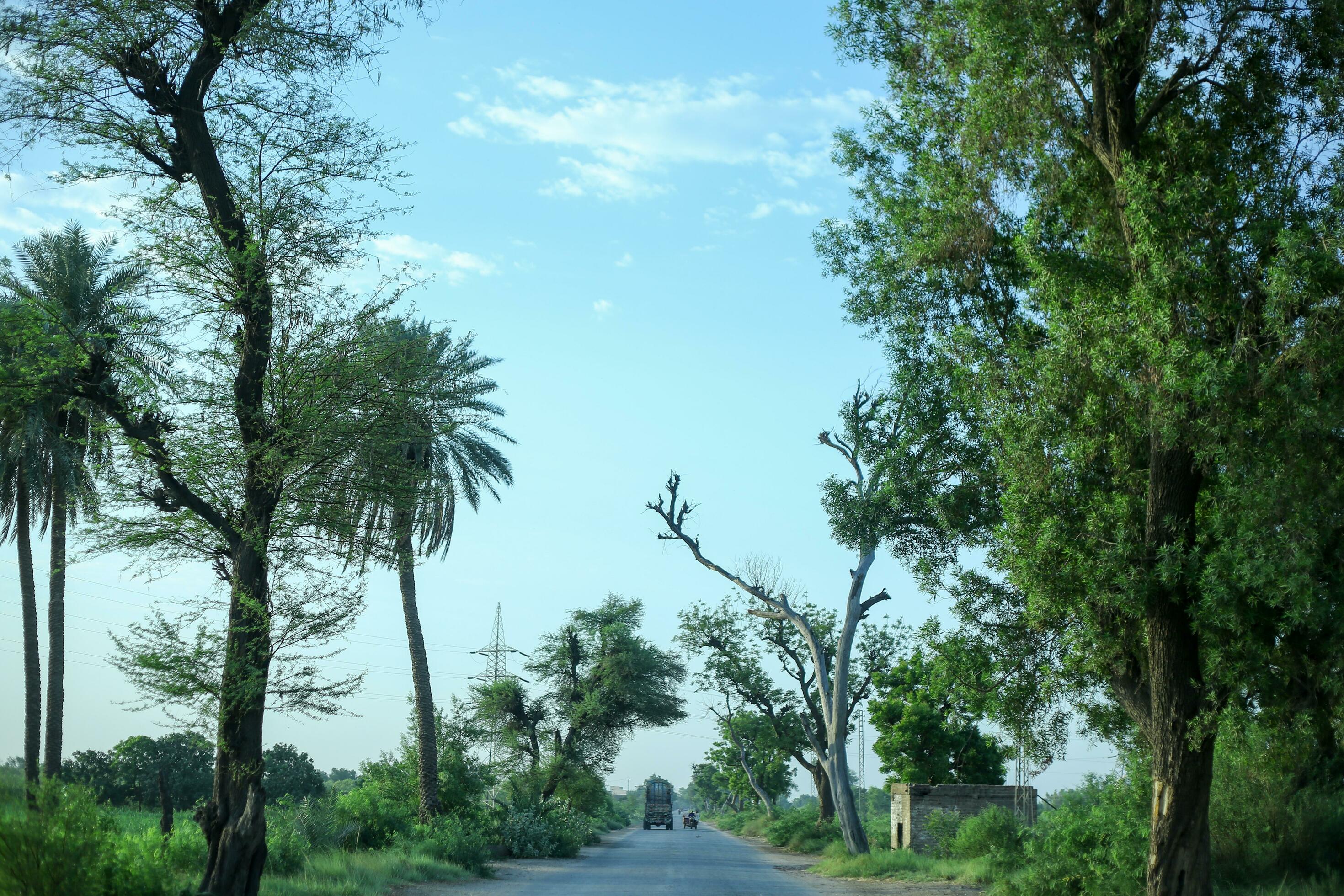 Village Summer Morning Shoot Outdoor nature photography green road greenery in road pakistan beauty Stock Free