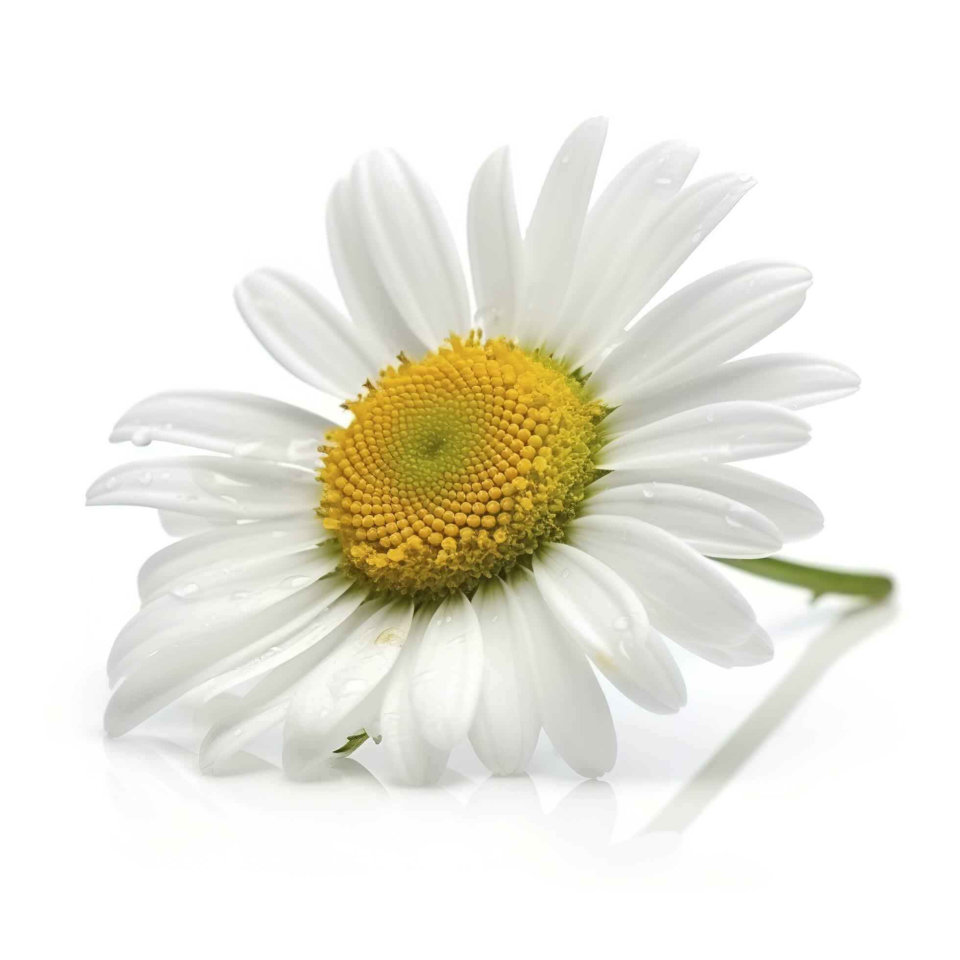 Daisy flower isolated on white background as package design element, generate ai Stock Free