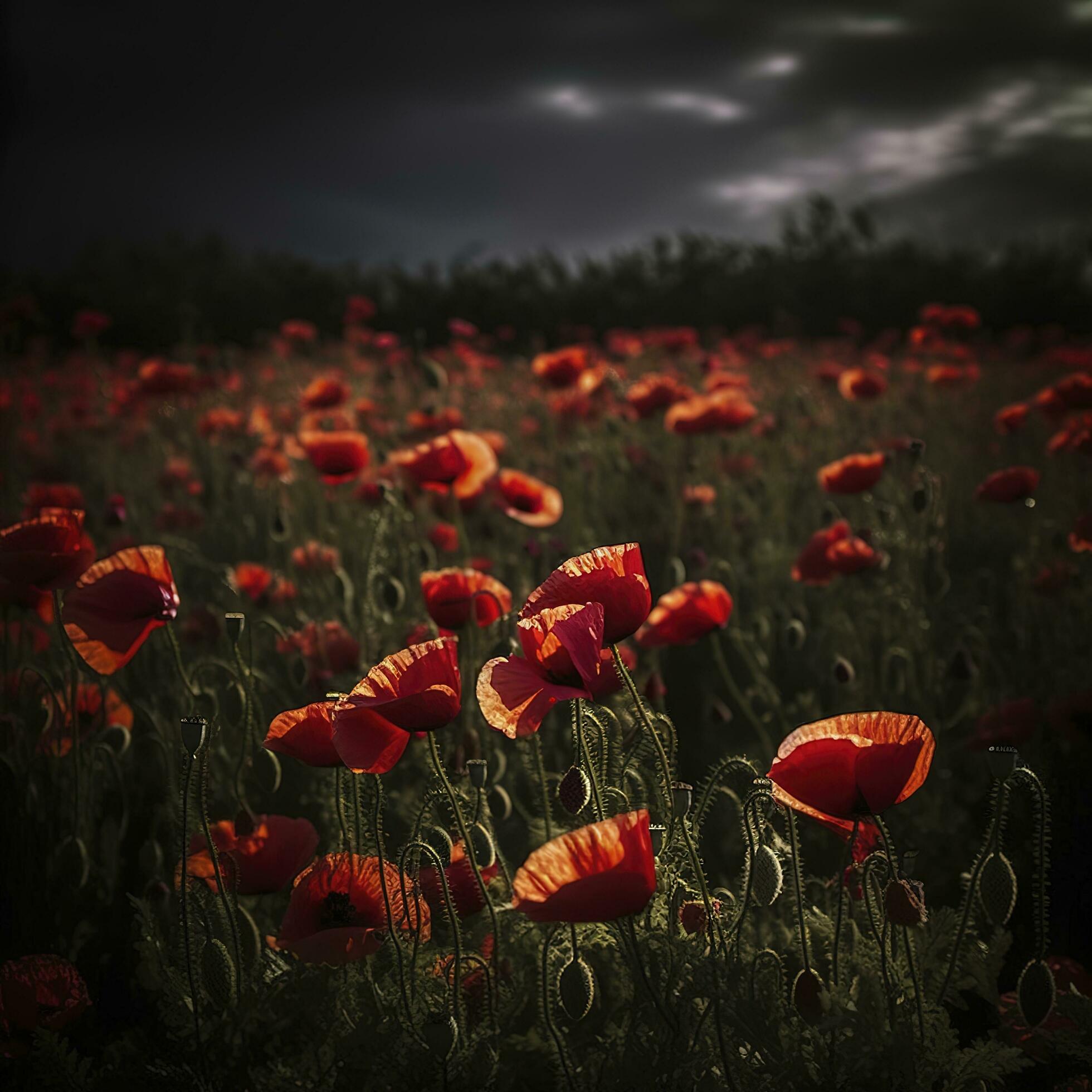 Dramatic Poppy flowers field. Anzac day banner. Remember for Anzac, Historic war memory. Anzac background. Poppy field, Remembrance day. , generate ai Stock Free