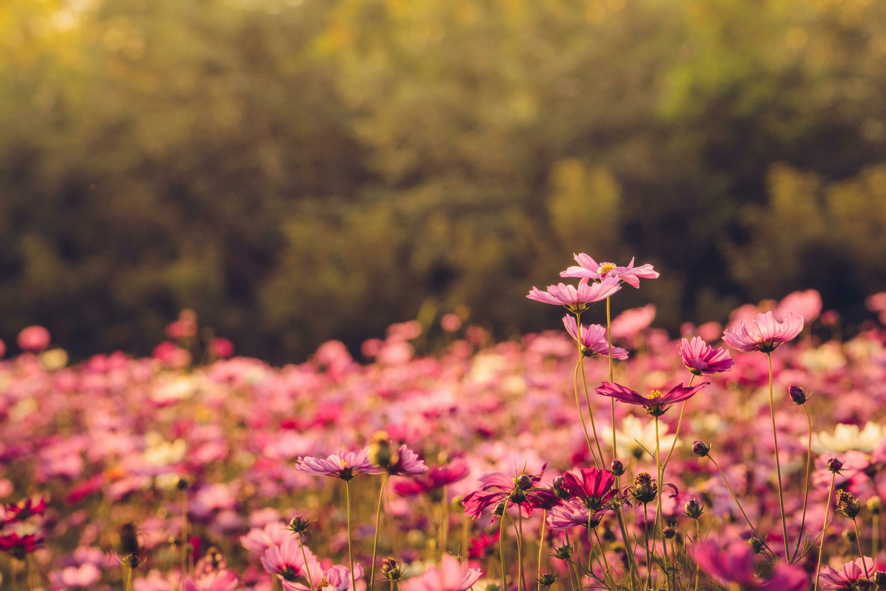 Group of Cosmos flower field in the garden. Cosmos are annual flowers with colorful, daisy-like flowers that sit atop long, slender stems. Stock Free