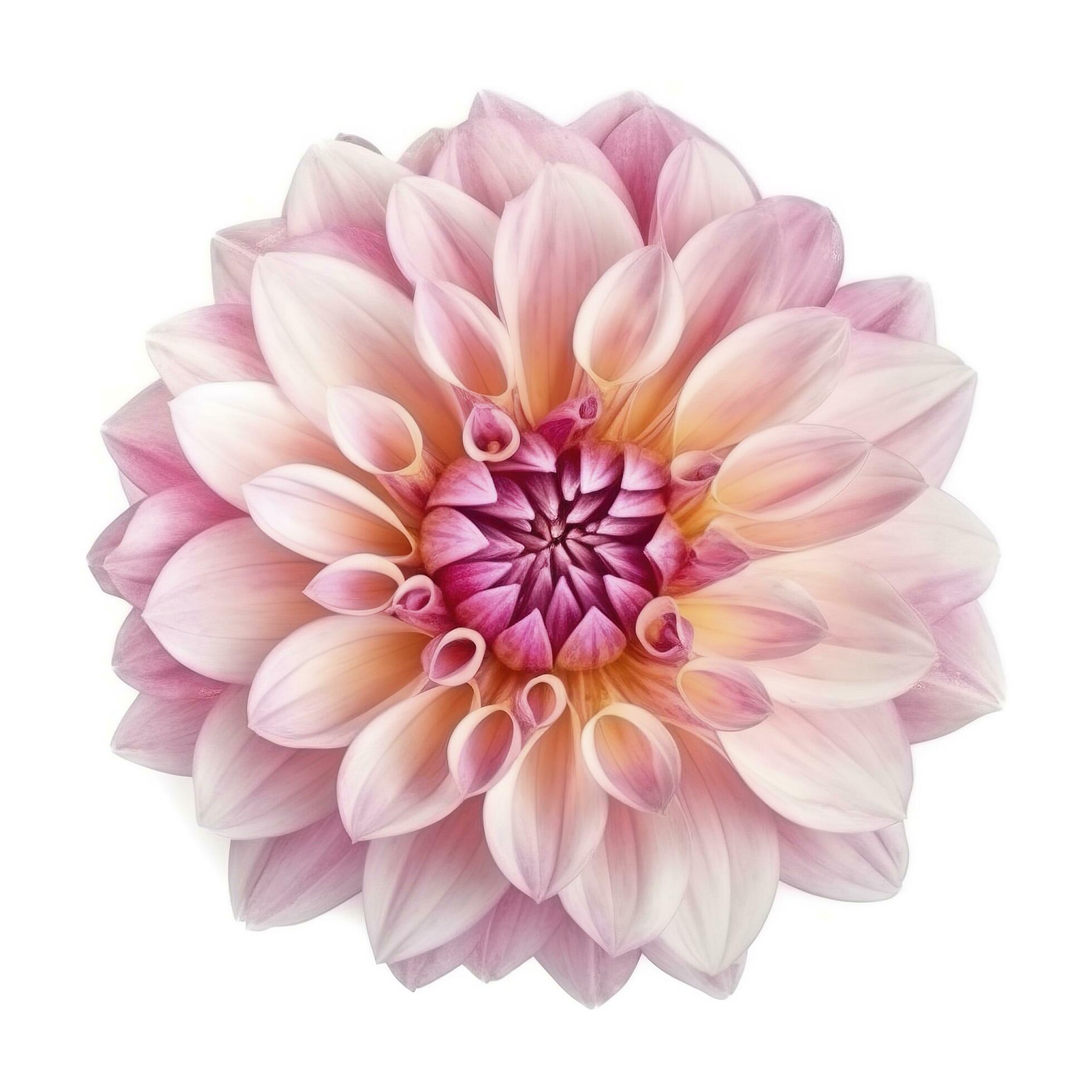 pink flower dahlia on a white background isolated with clipping path. Closeup. for design. Dahlia, generate ai Stock Free