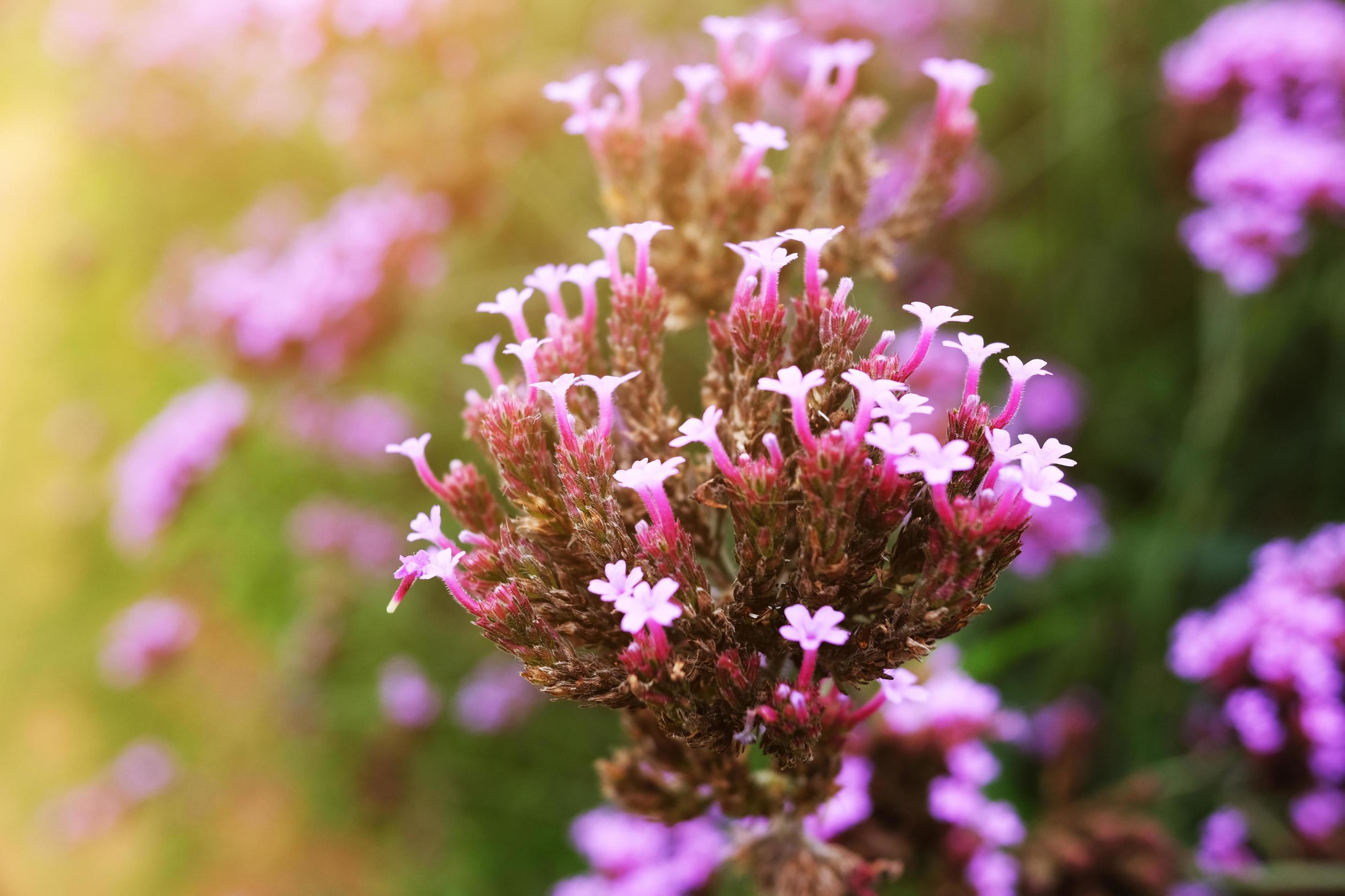 Blooming Violet verbena flowers with natural sunlight in meadow Stock Free