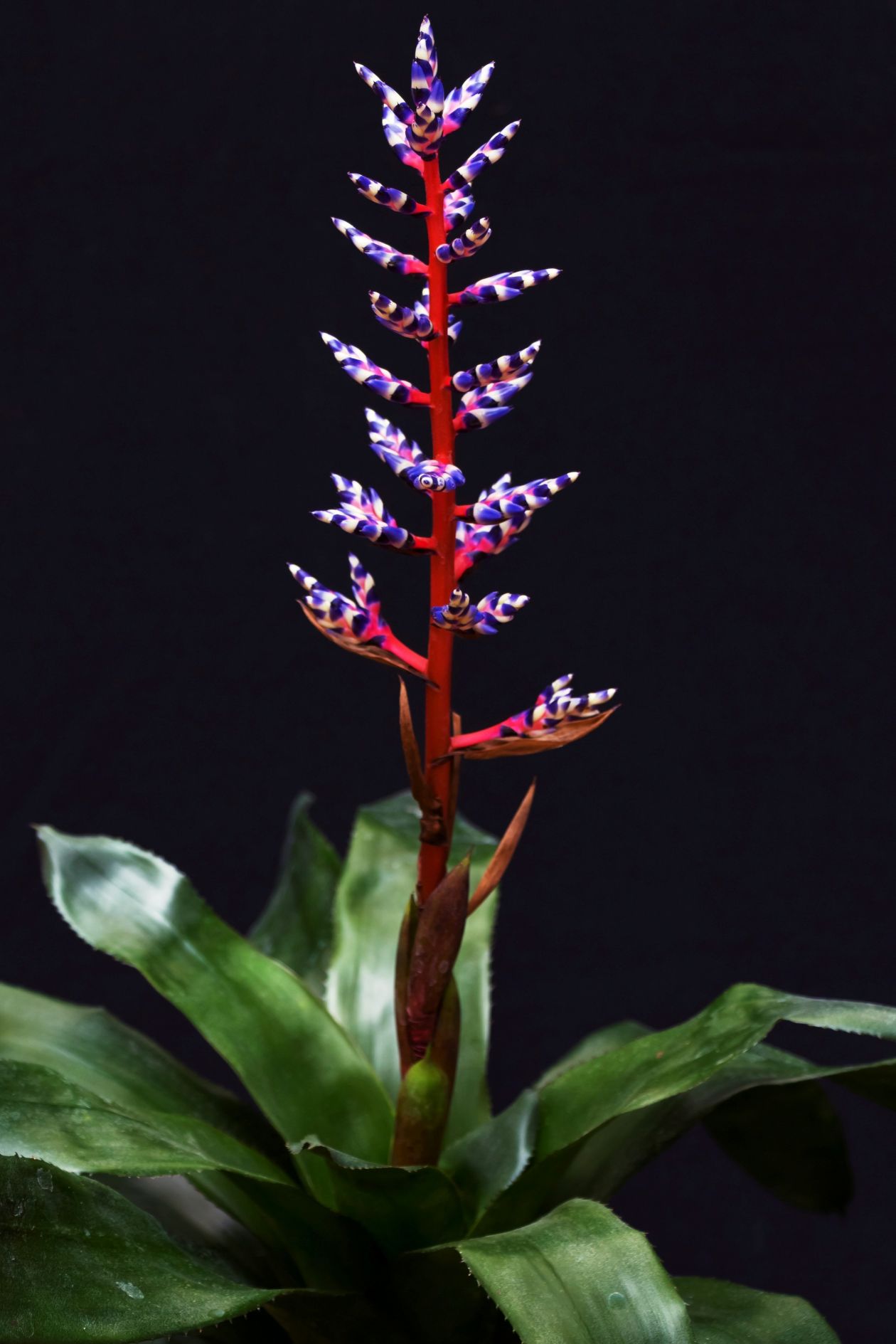 Bromeliad Stock Free