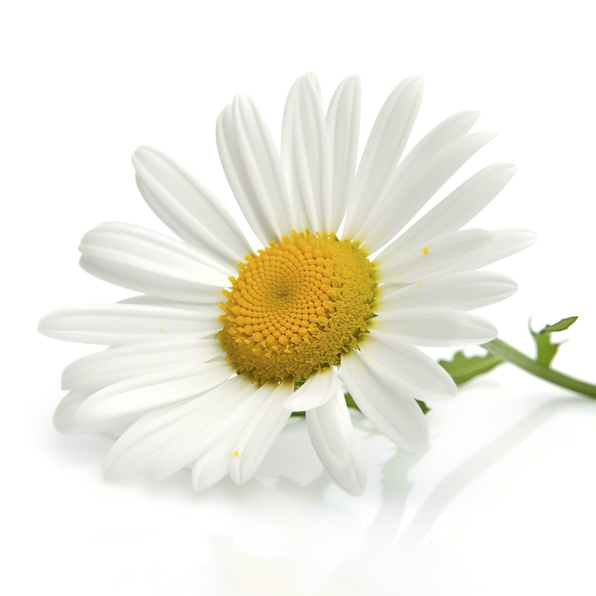 Daisy flower isolated on white background as package design element, generate ai Stock Free