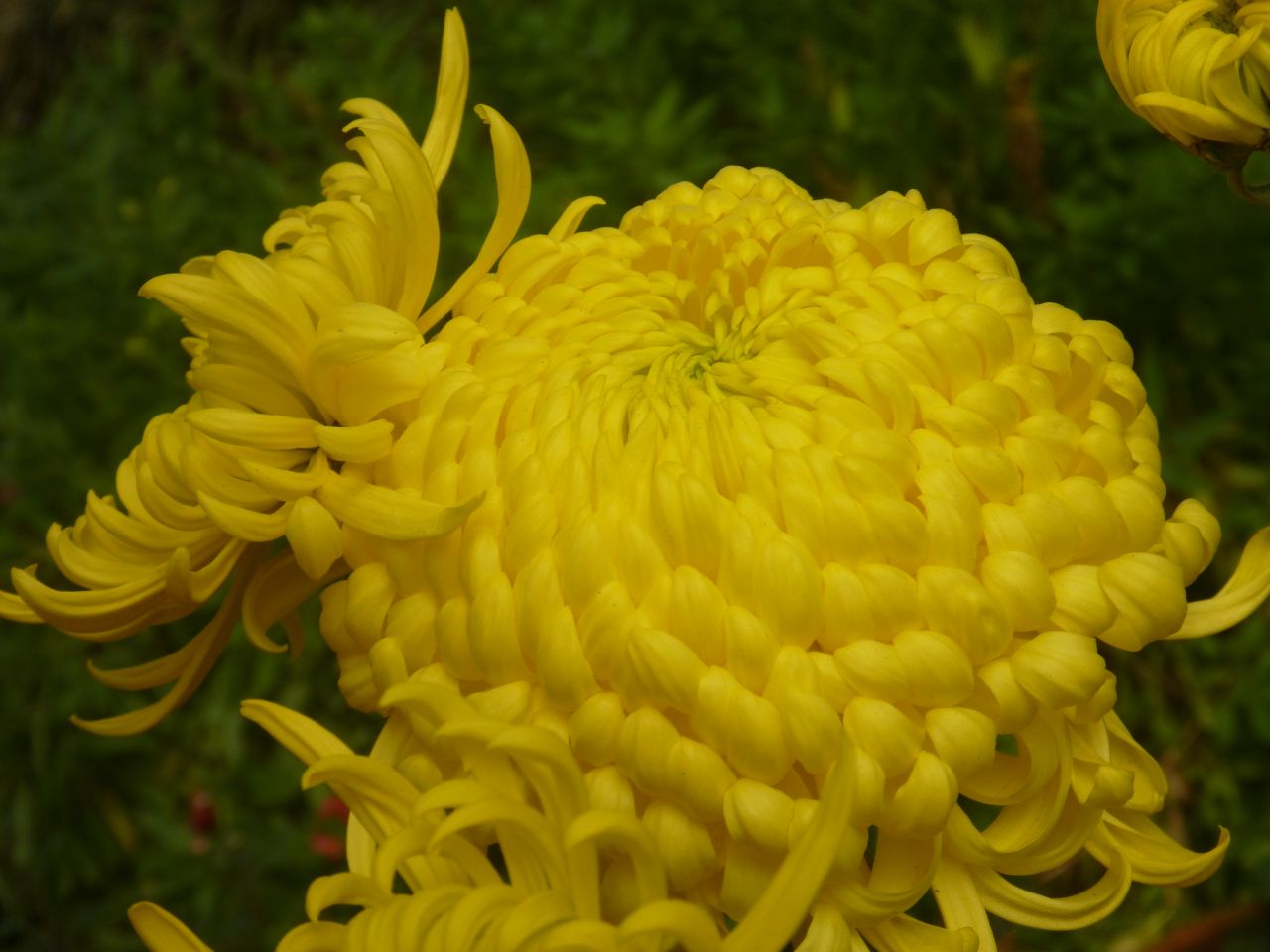 Yellow Big Flower Stock Free