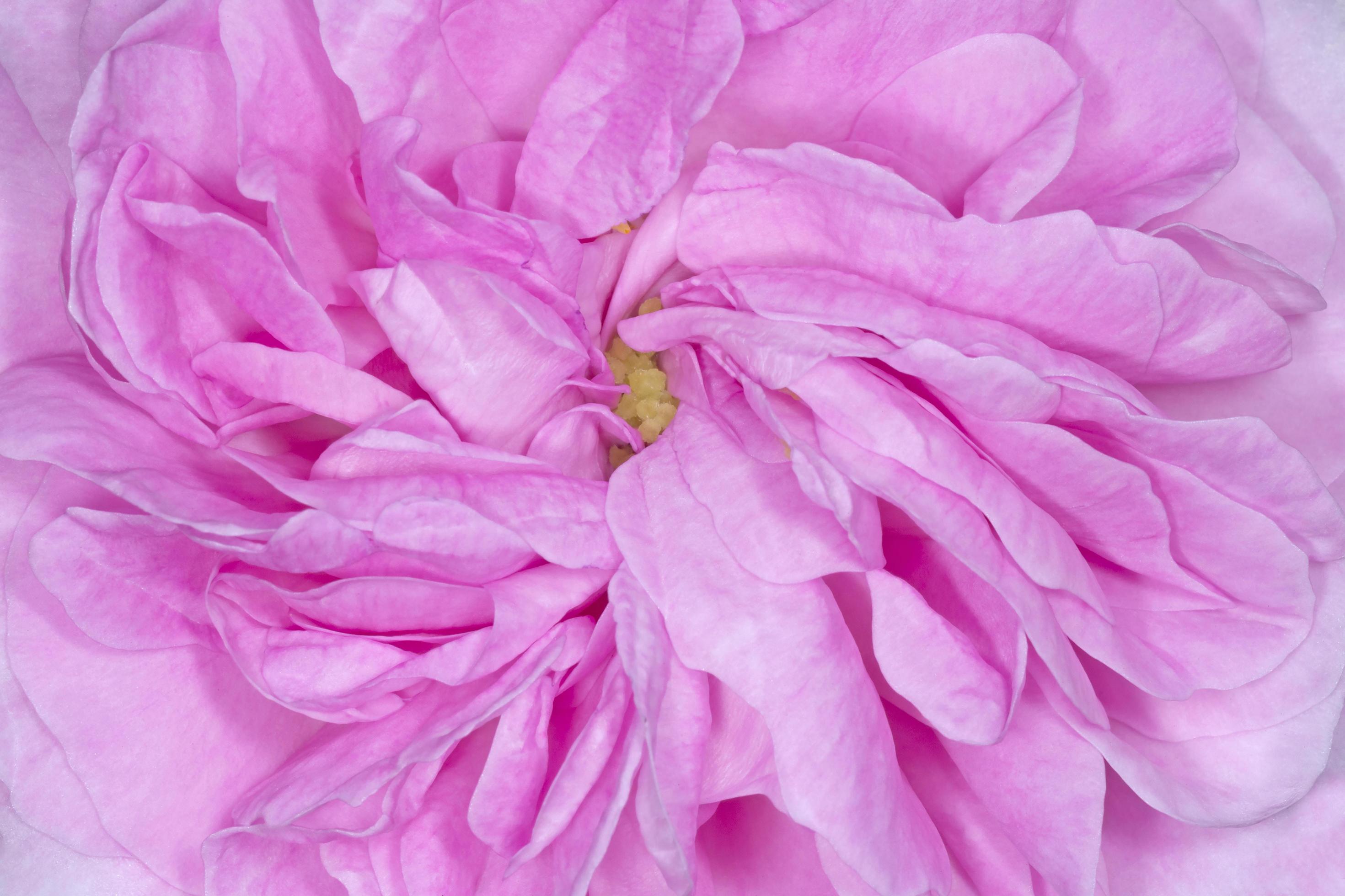 close up of pink peony flower Stock Free