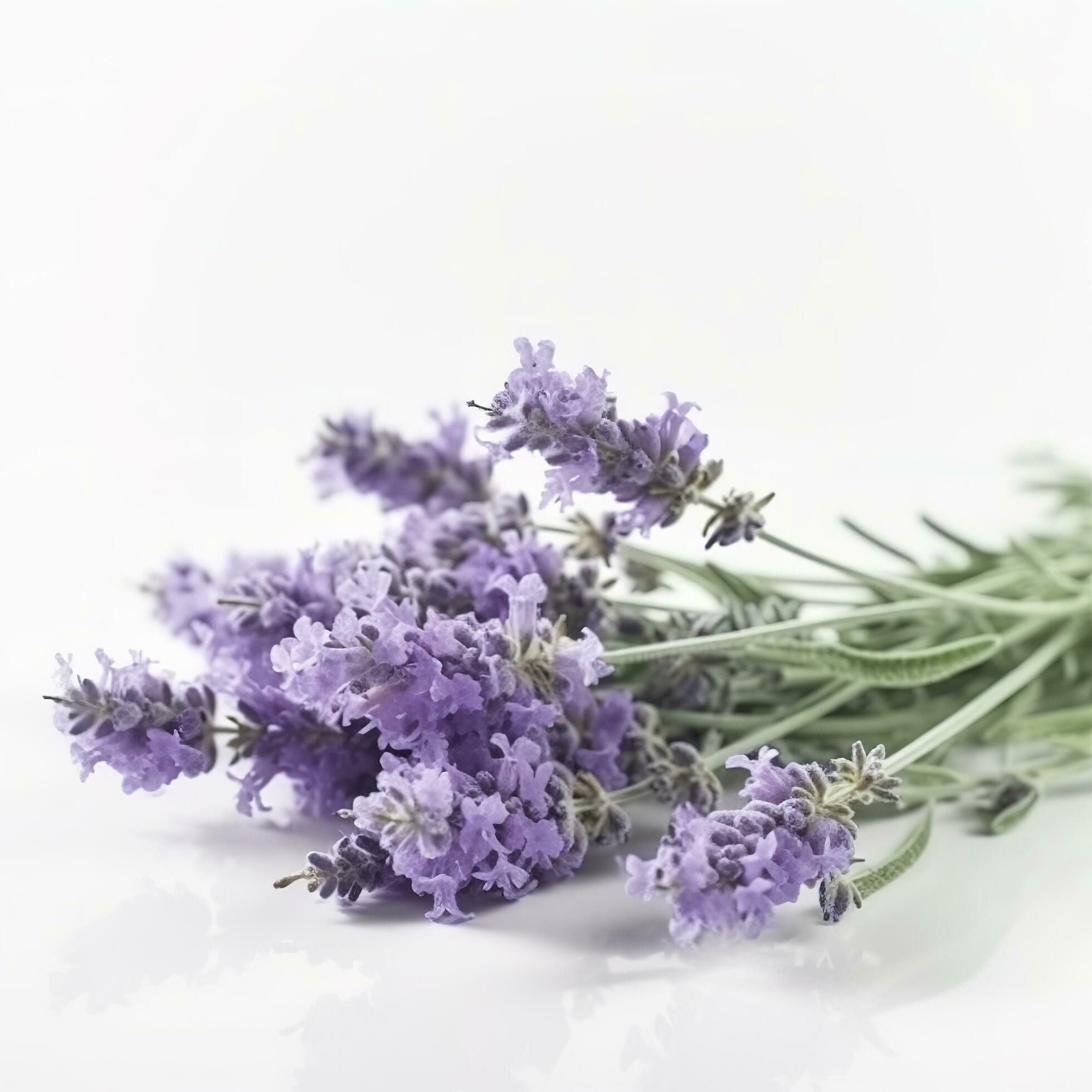 Beautiful lavender flowers on white background, generate ai Stock Free