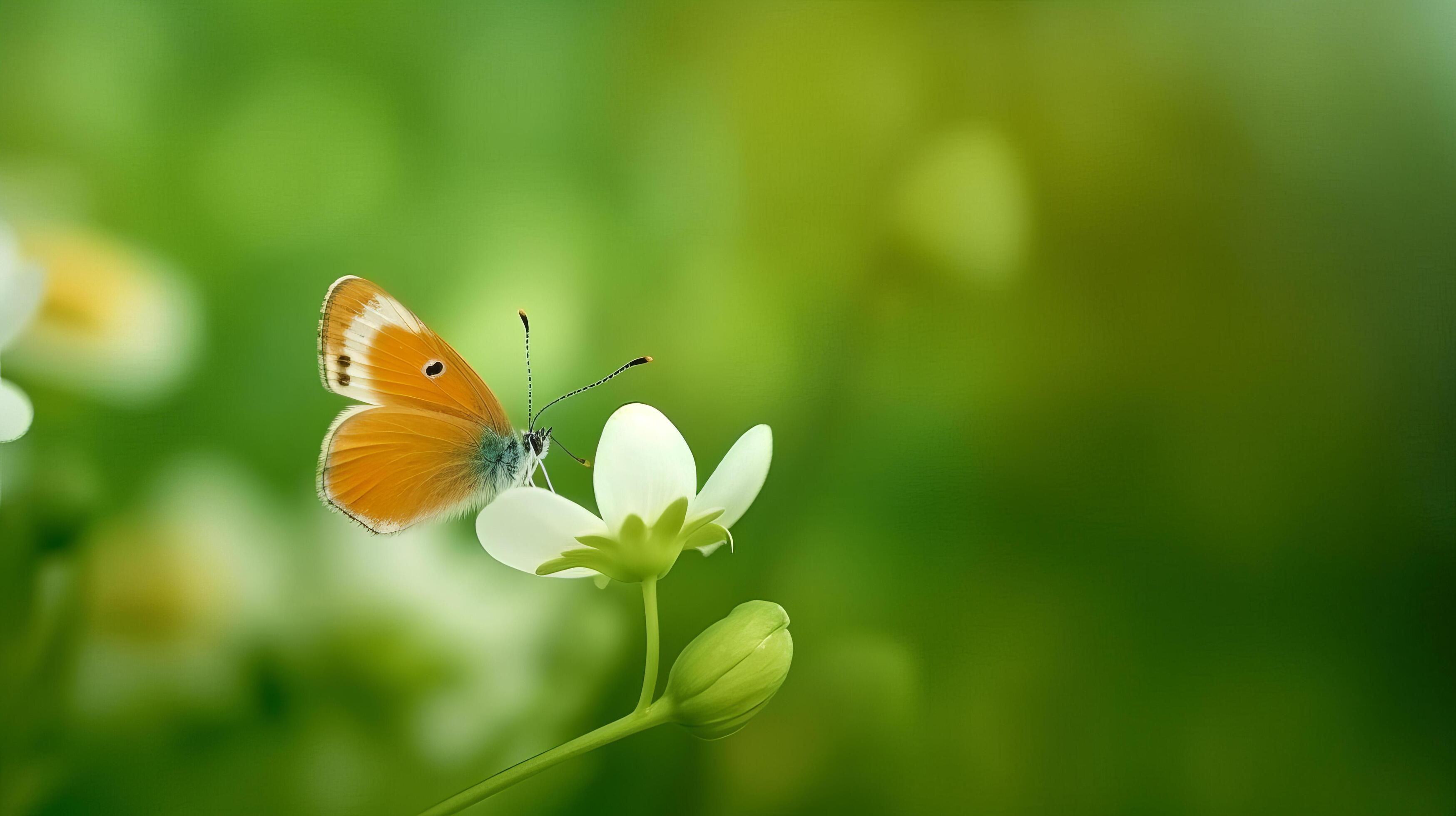 Anemone flower with butterfly. Illustration Stock Free