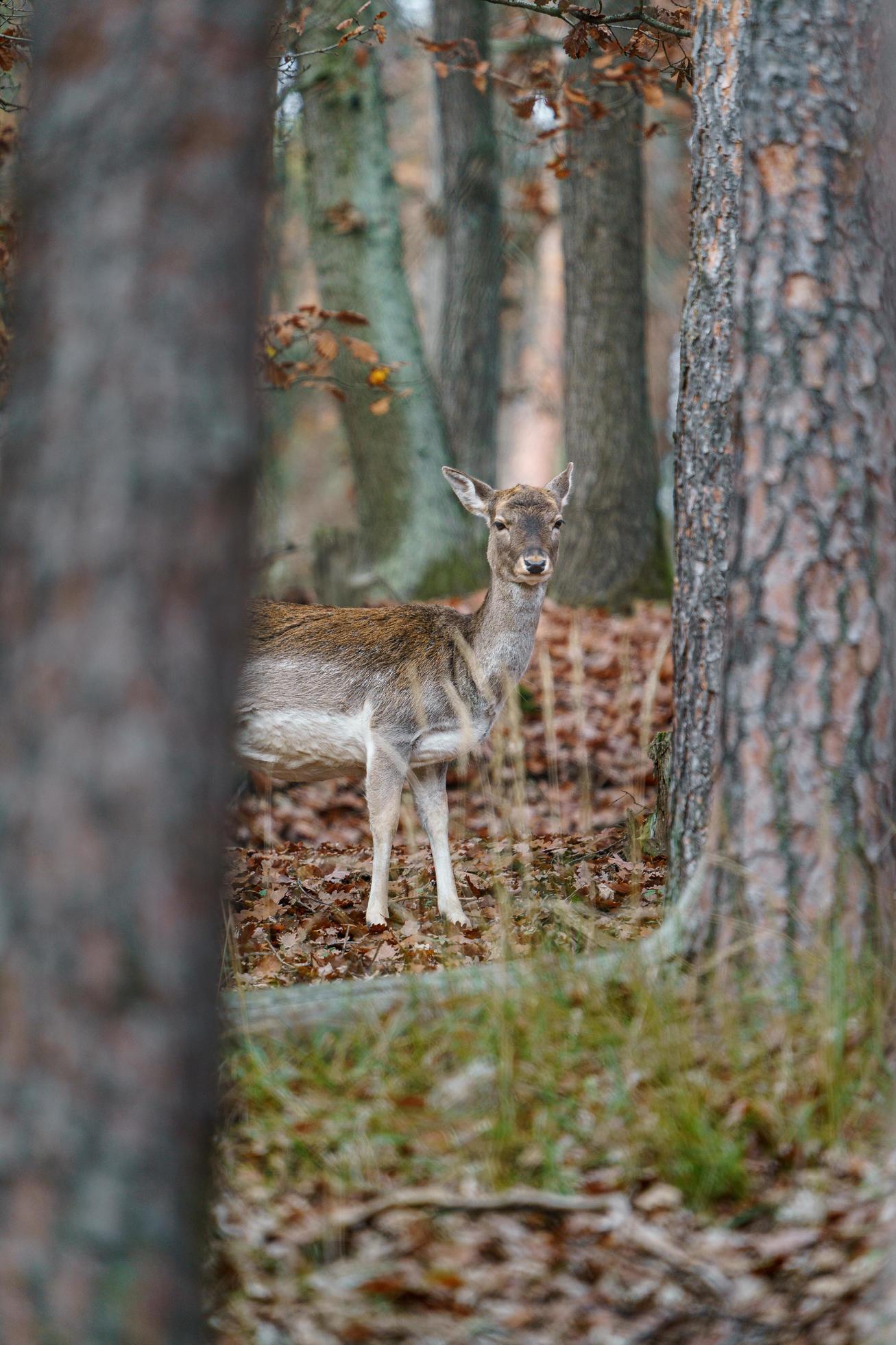 European fallow deer Stock Free