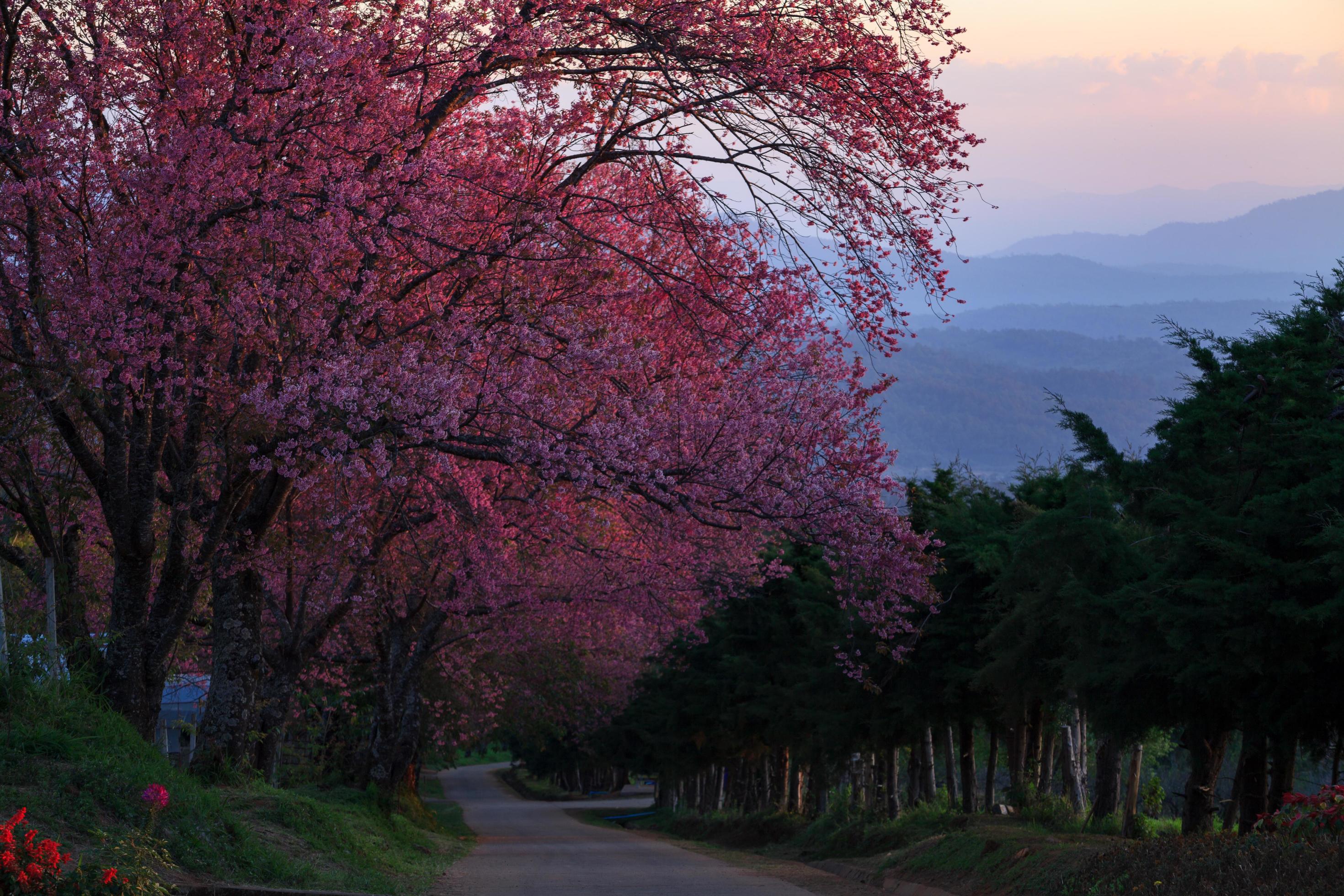 Landscape morring sunrise with Cherry blossom pathway in Khun Wang ChiangMai, Thailand. Stock Free